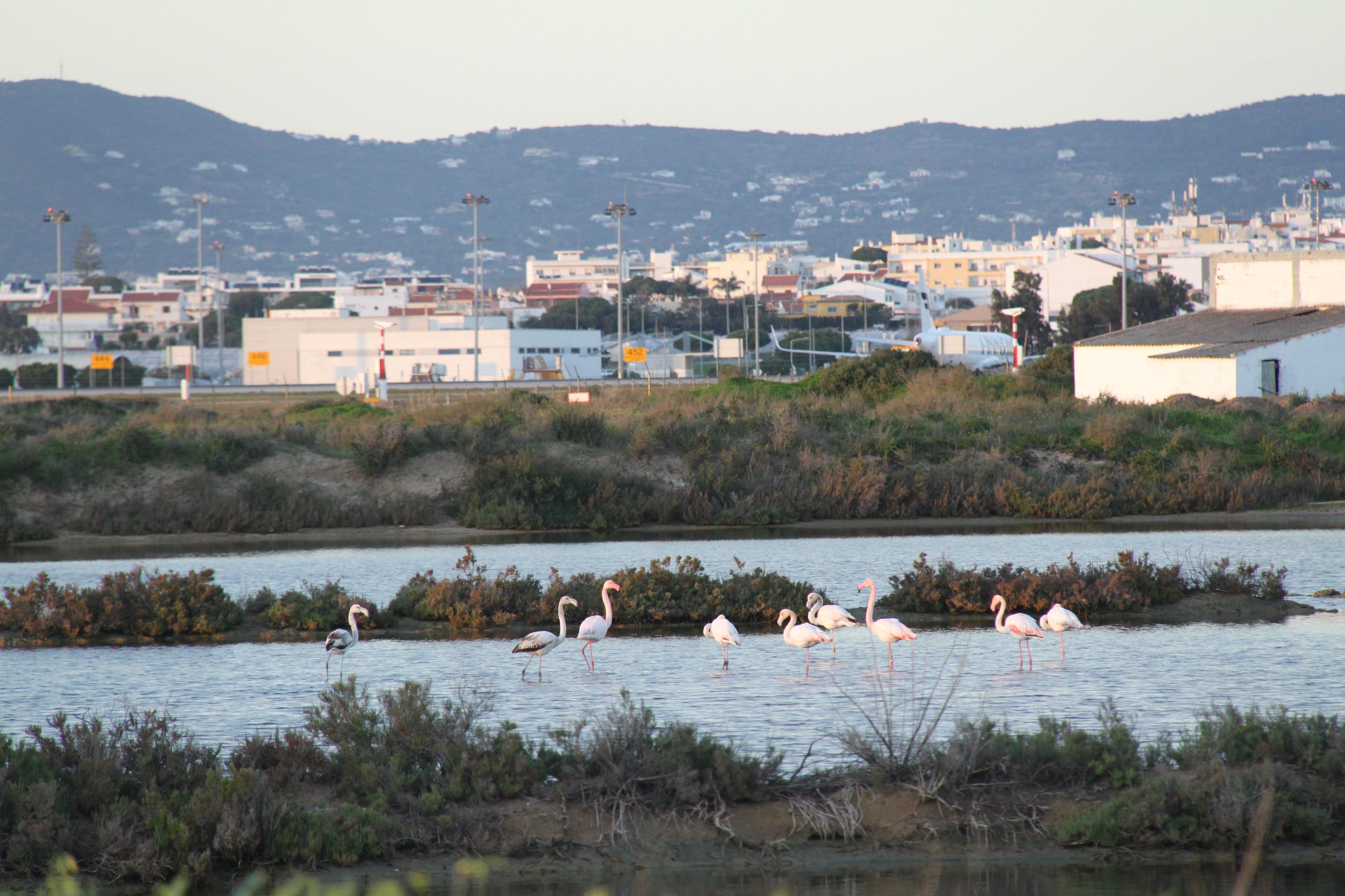 Faro: Ria Formosa Birdwatching