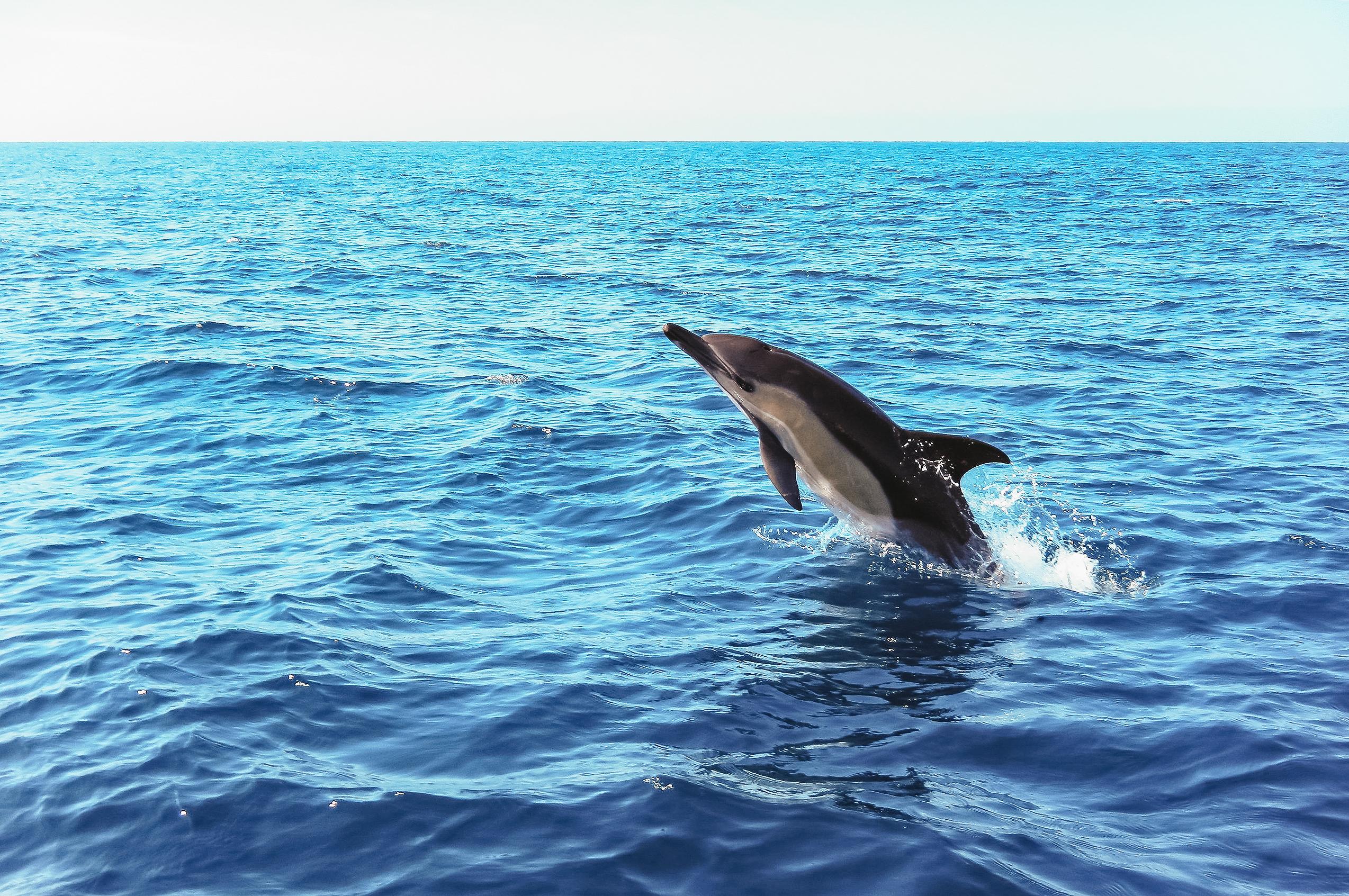 Sesimbra Dolphin Watching with Marine Biologist