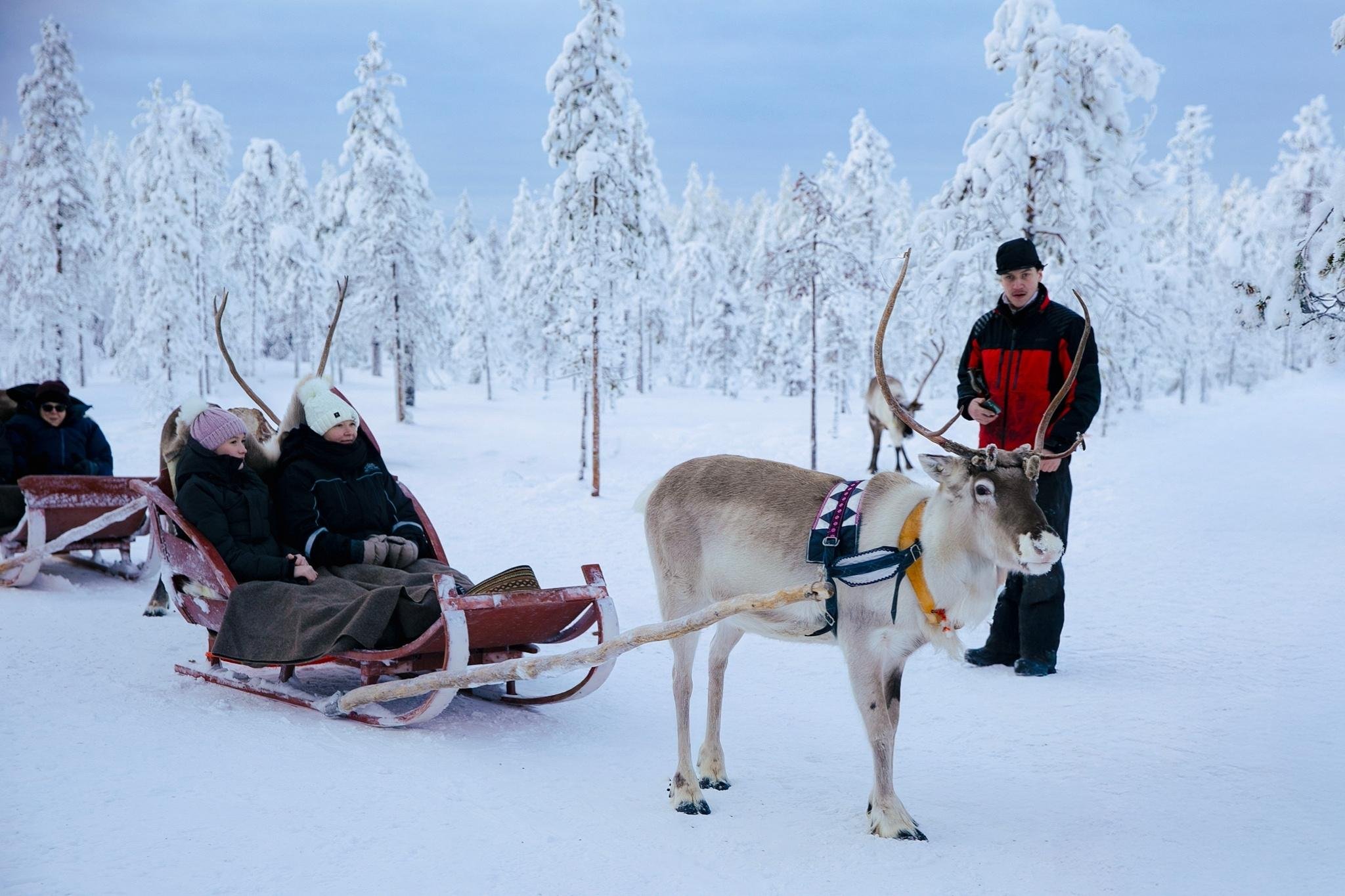 Rovaniemi Reindeer Safari & Sled Ride with Sámi Heritage