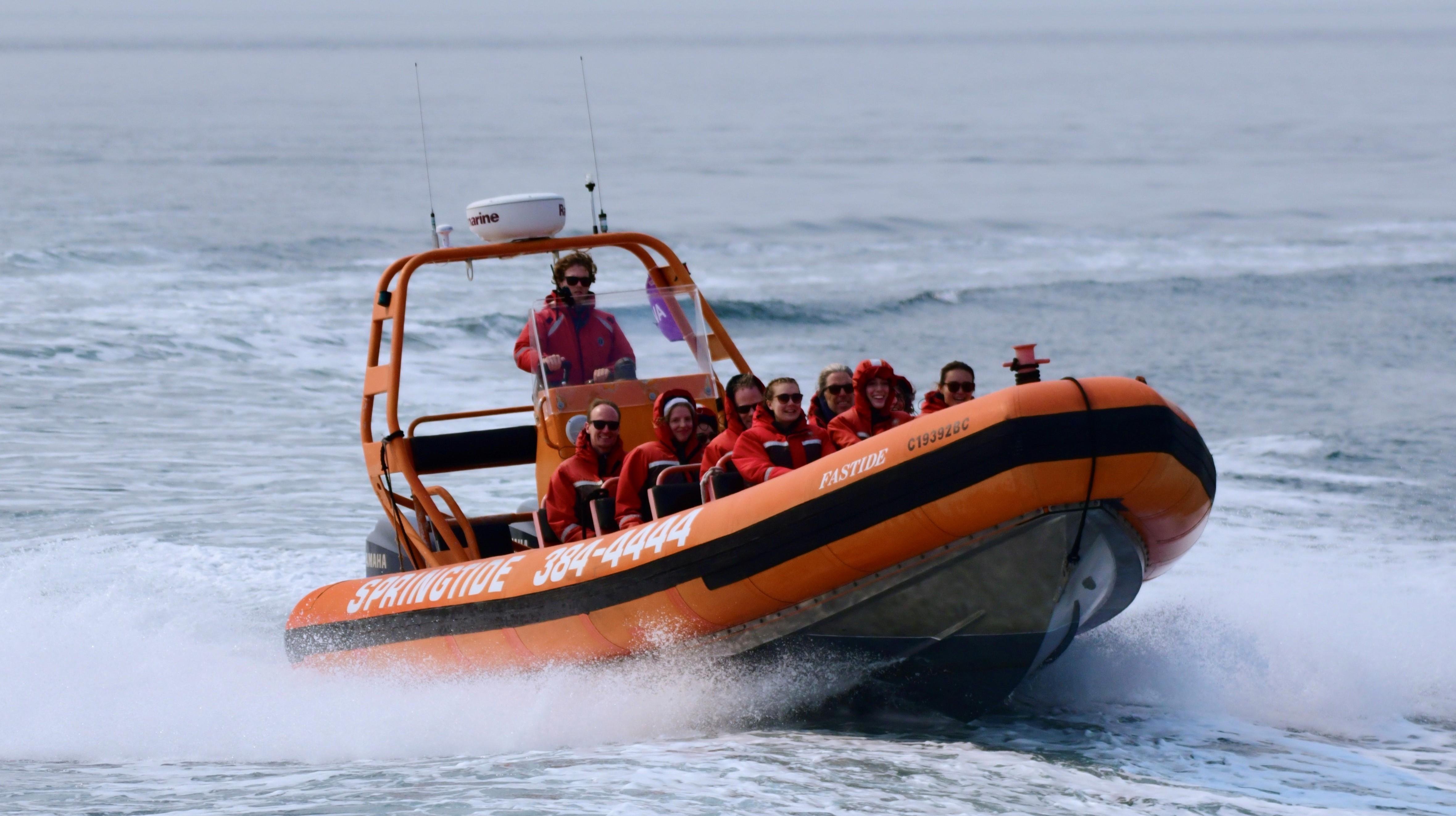 Victoria: Zodiac Boat Whale & Marine Wildlife Tour