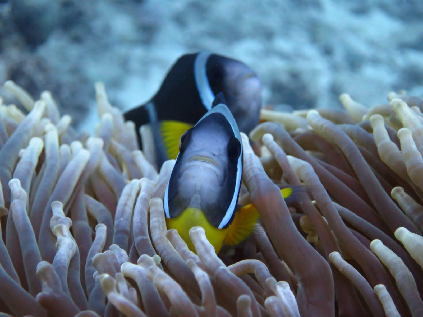 Belle Mare Scuba Discovery: East Coast Mauritius Dive
