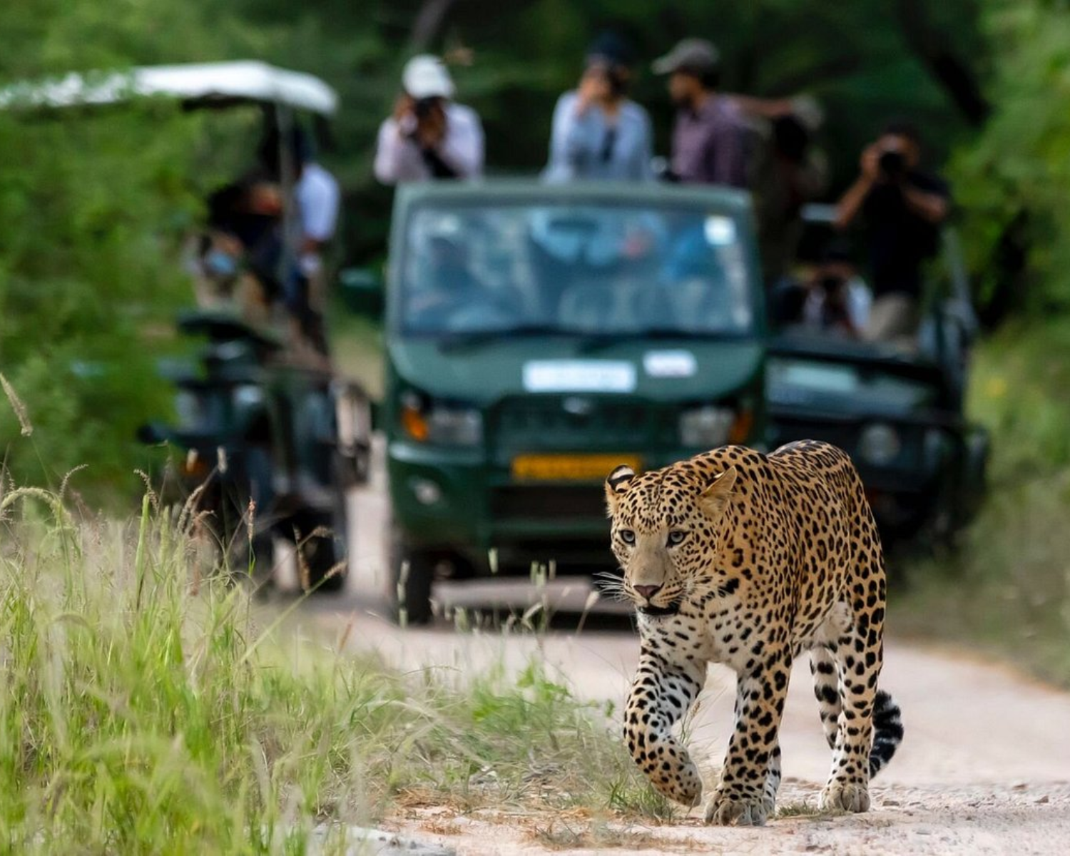 Jaipur Leopard Safari: Jhalana & Amargarh Private Day Tour