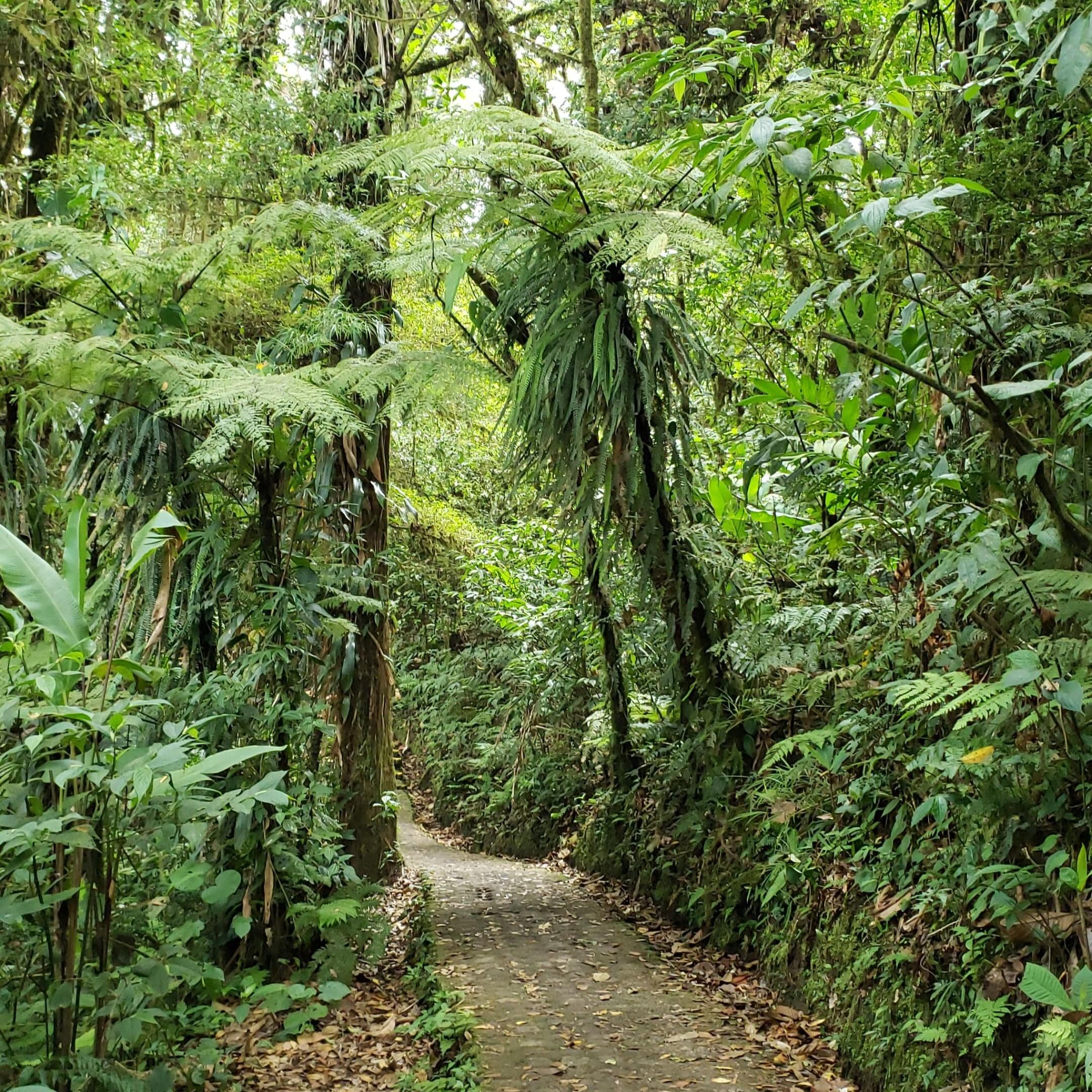 Monteverde Selvatura Park Gold Experience: Zip Lines & Hanging Bridges