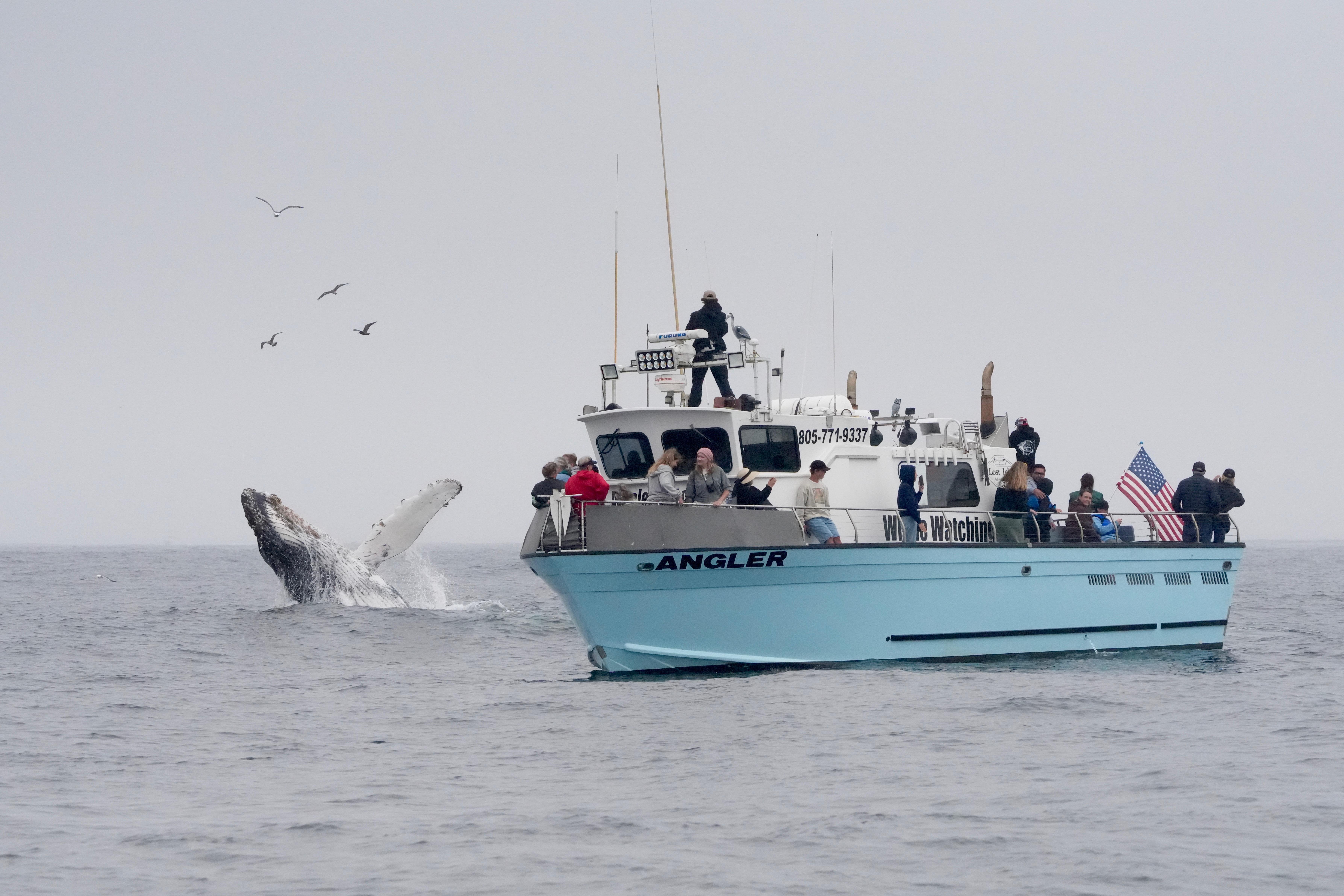 Morro Bay Whale Watching Cruise by Lost Isle Adventures