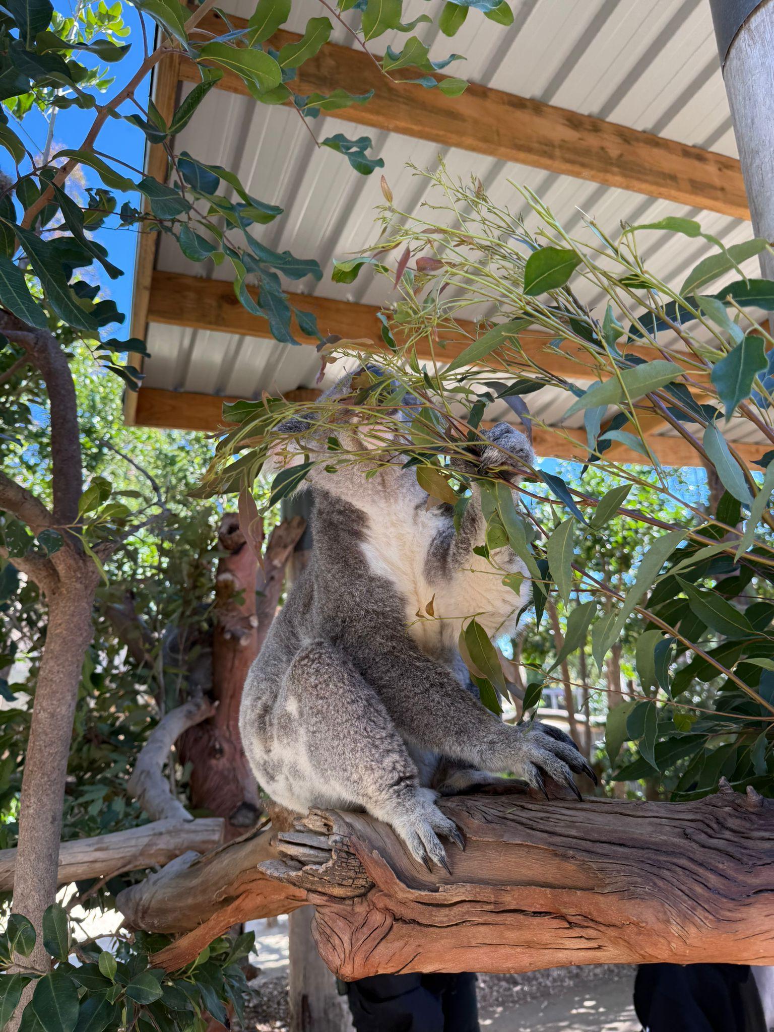 Blue Mountains day trip from Sydney — image 11