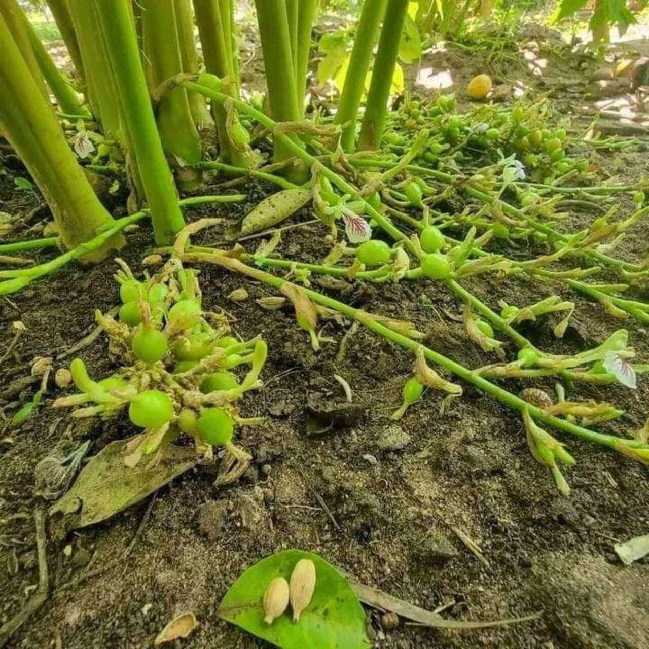 Zanzibar Spice Farm Discovery Tour