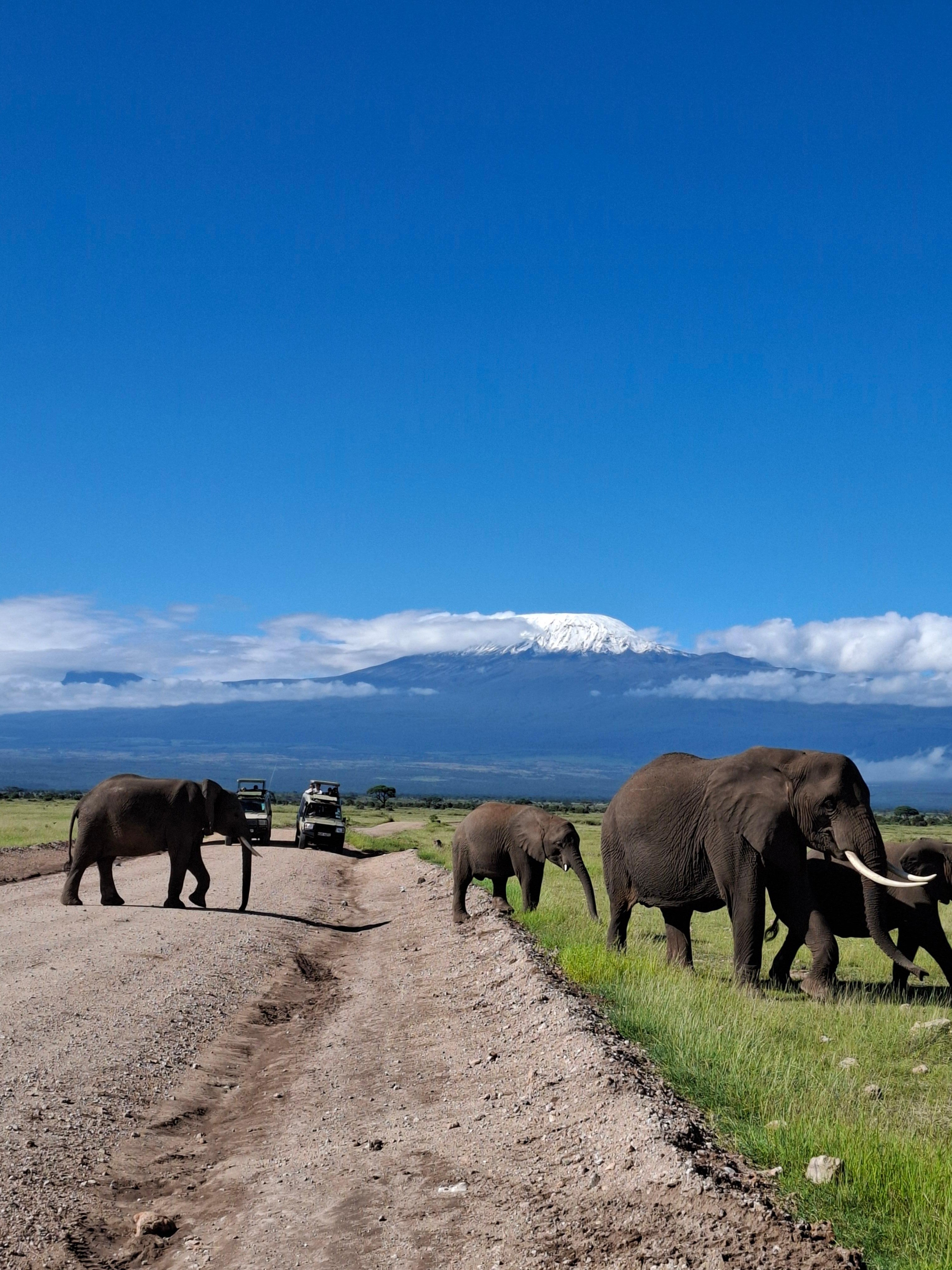 Amboseli National Park Full-Day Safari from Nairobi