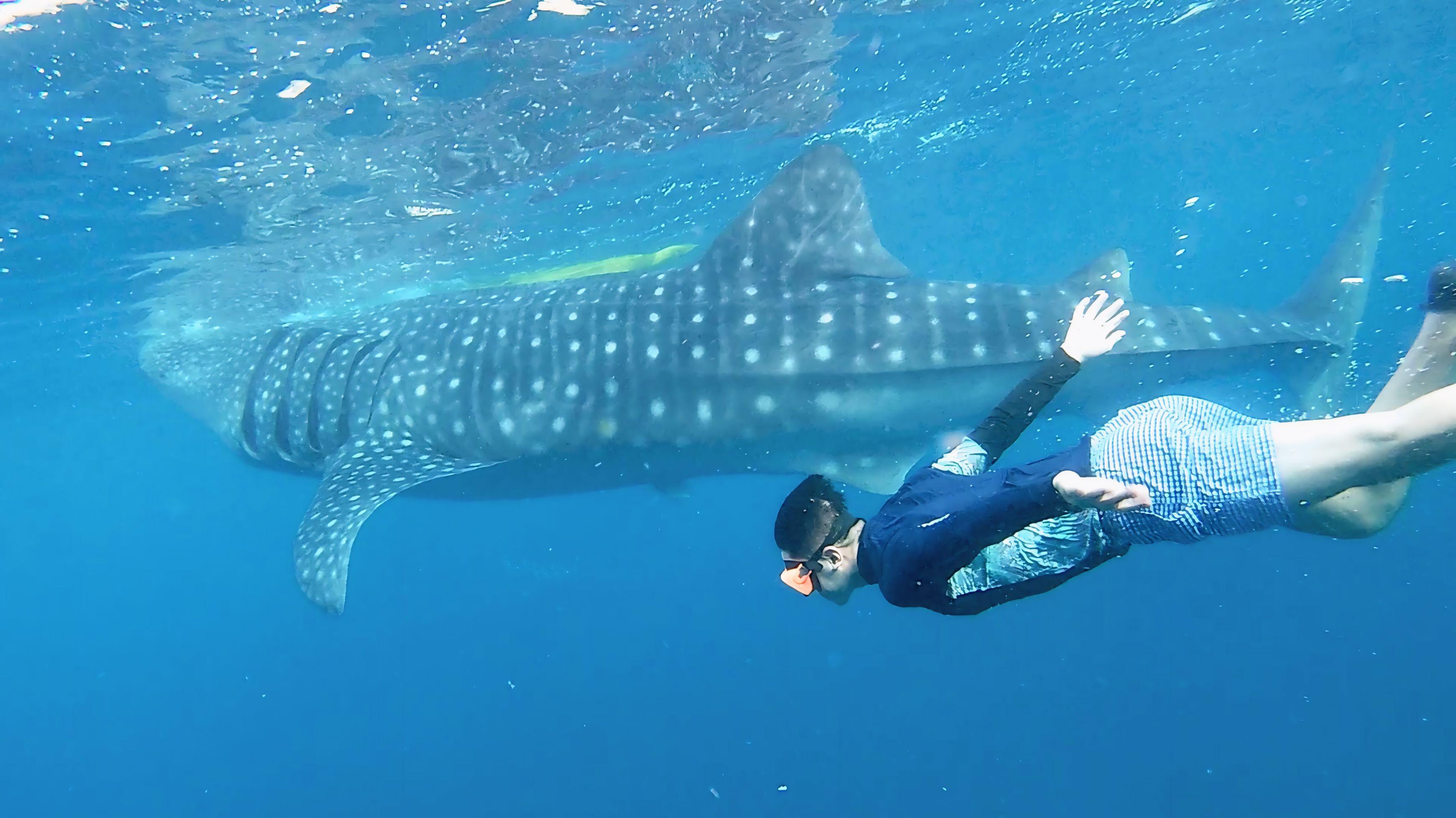 Oslob Whale Shark Swim, Sumilon Island & Southern Cebu Day Tour