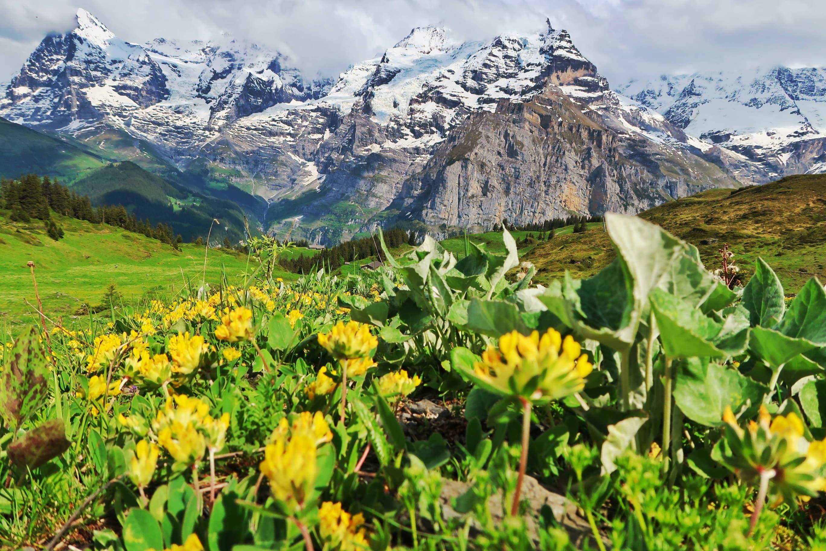 Grütschalp to Mürren Alpine Hike & Trümmelbach Falls