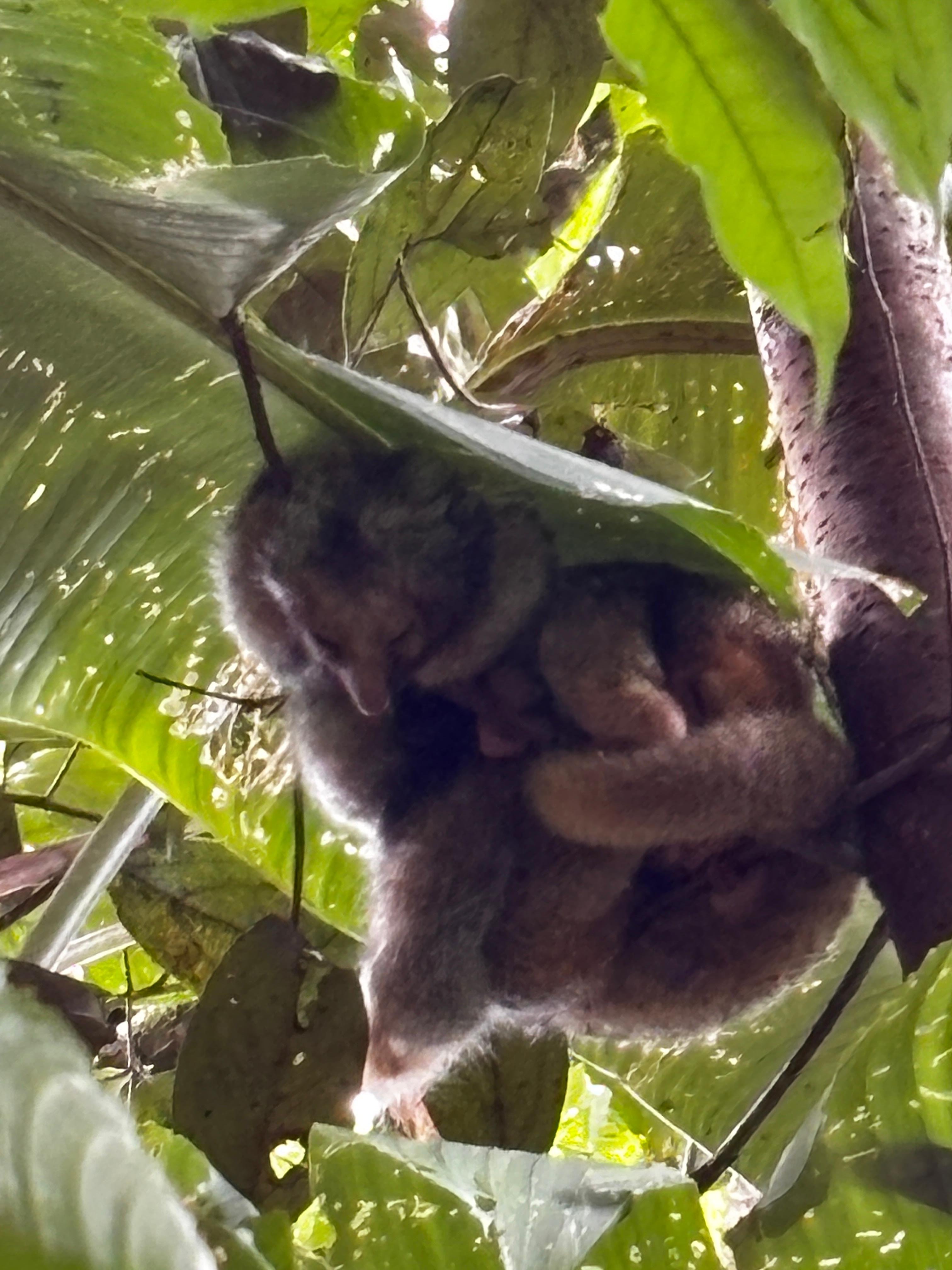 Tortuguero 2-Day Eco Adventure: Canoe, Jaguar Trail, Night Walk & Turtle Nesting