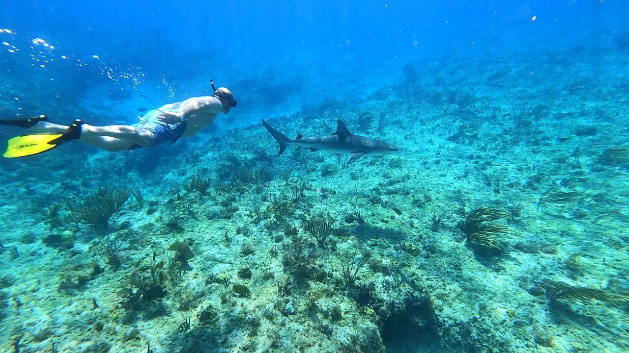 Bimini 4-Stop Ultimate Snorkeling Expedition