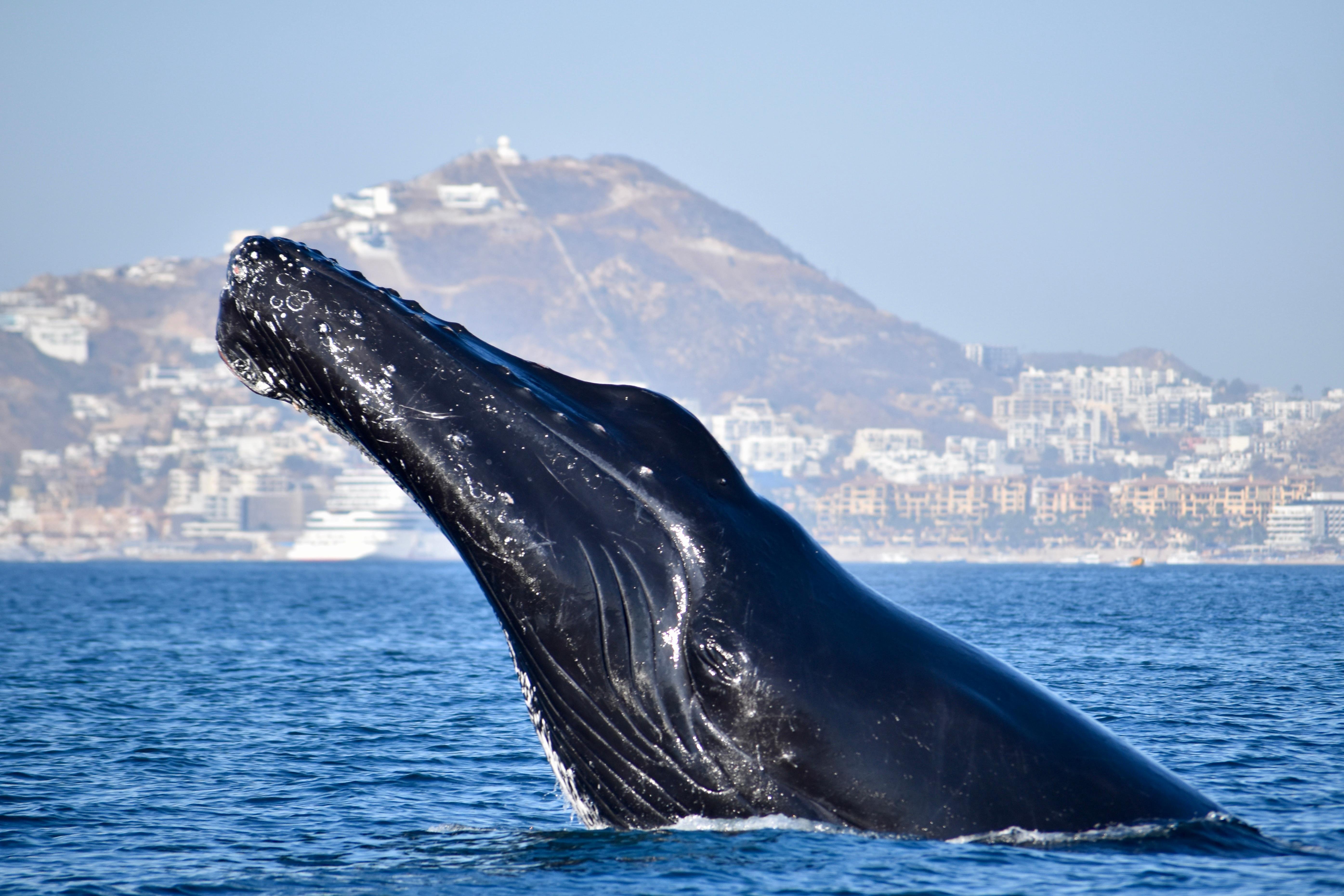 Cabo Whale Watching with All-Female Crew & Marine Biologist