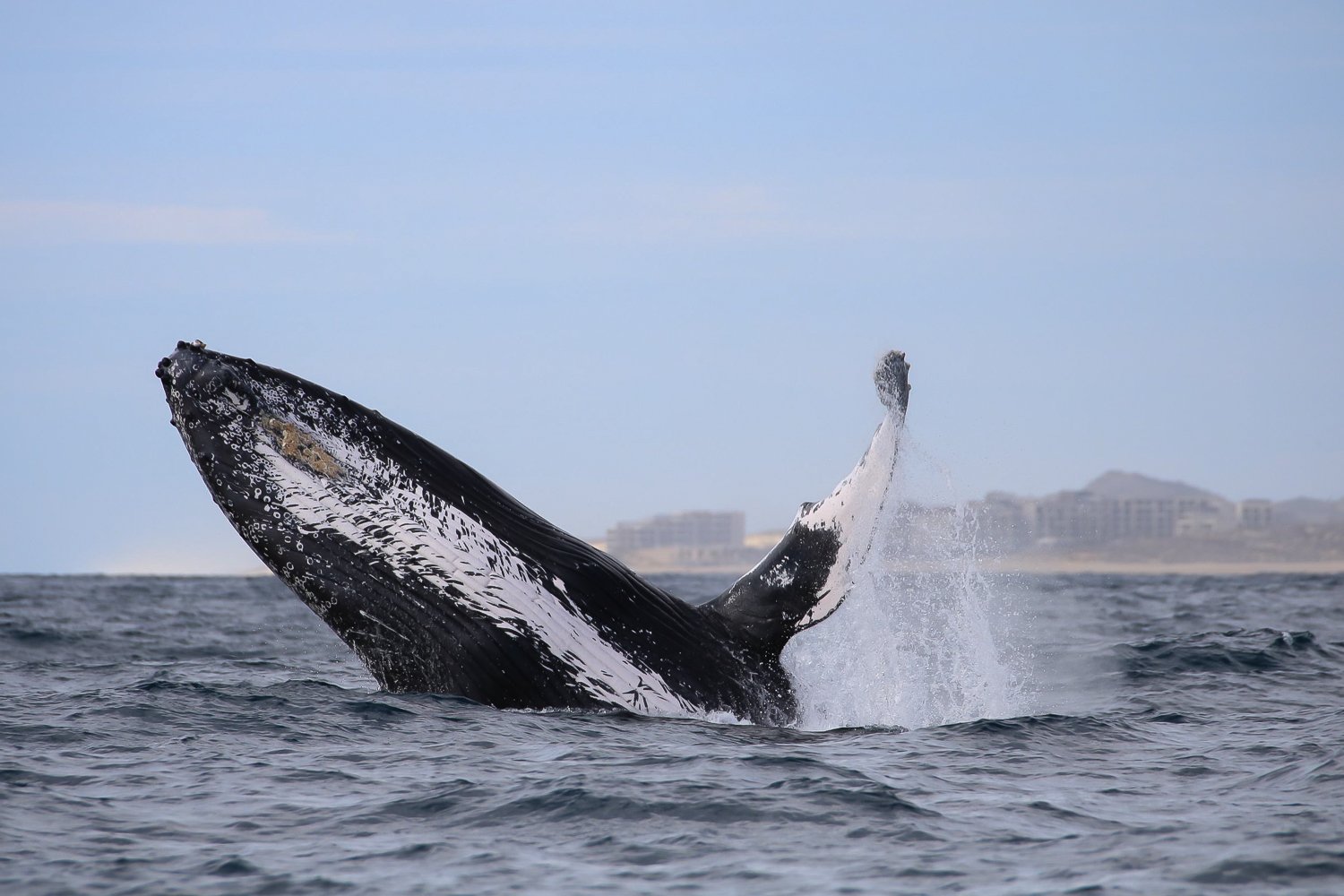 Cabo San Lucas Humpback Whale Watching Cruise