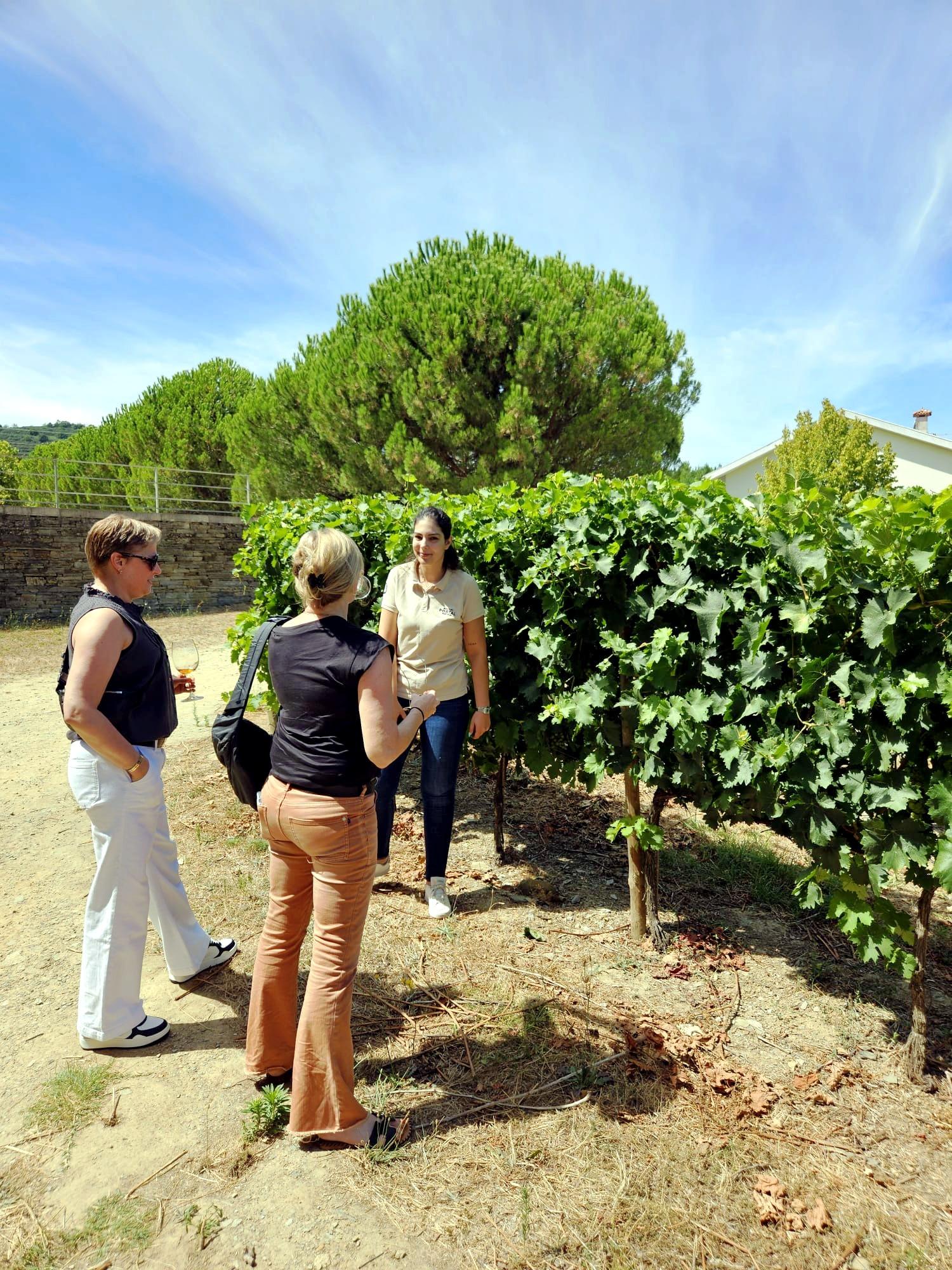 olive oil tasting in Douro Valley — photo 4