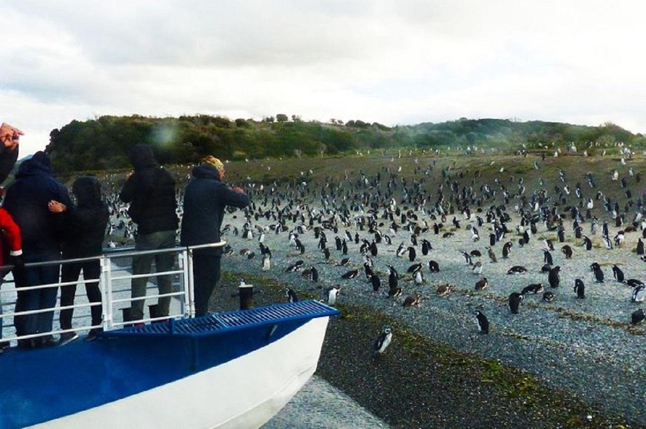 Beagle Channel Penguin Colony Sailing Adventure