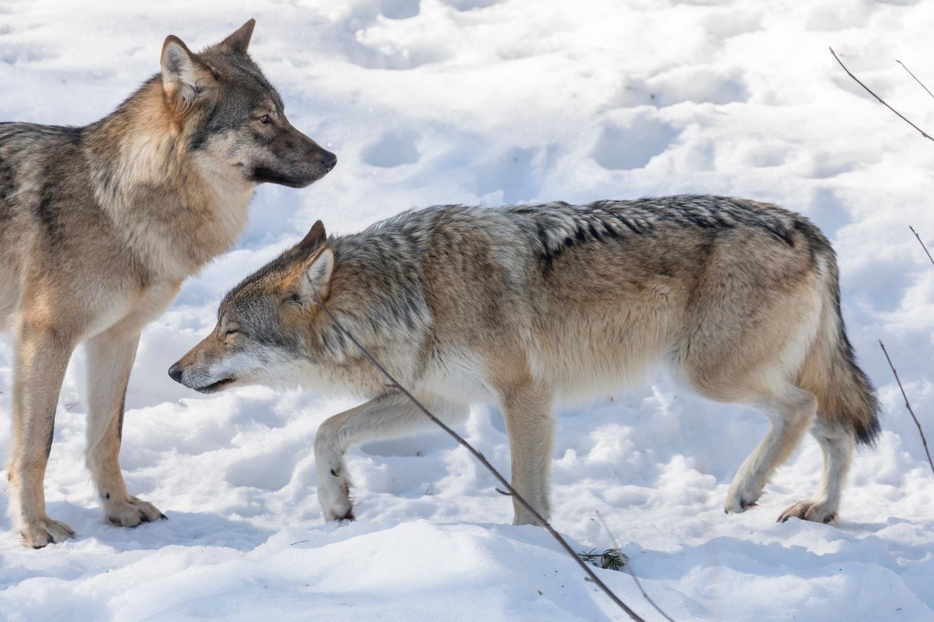 Private Lapland Day Tour: Santa's Village, Reindeer & Arctic Wildlife