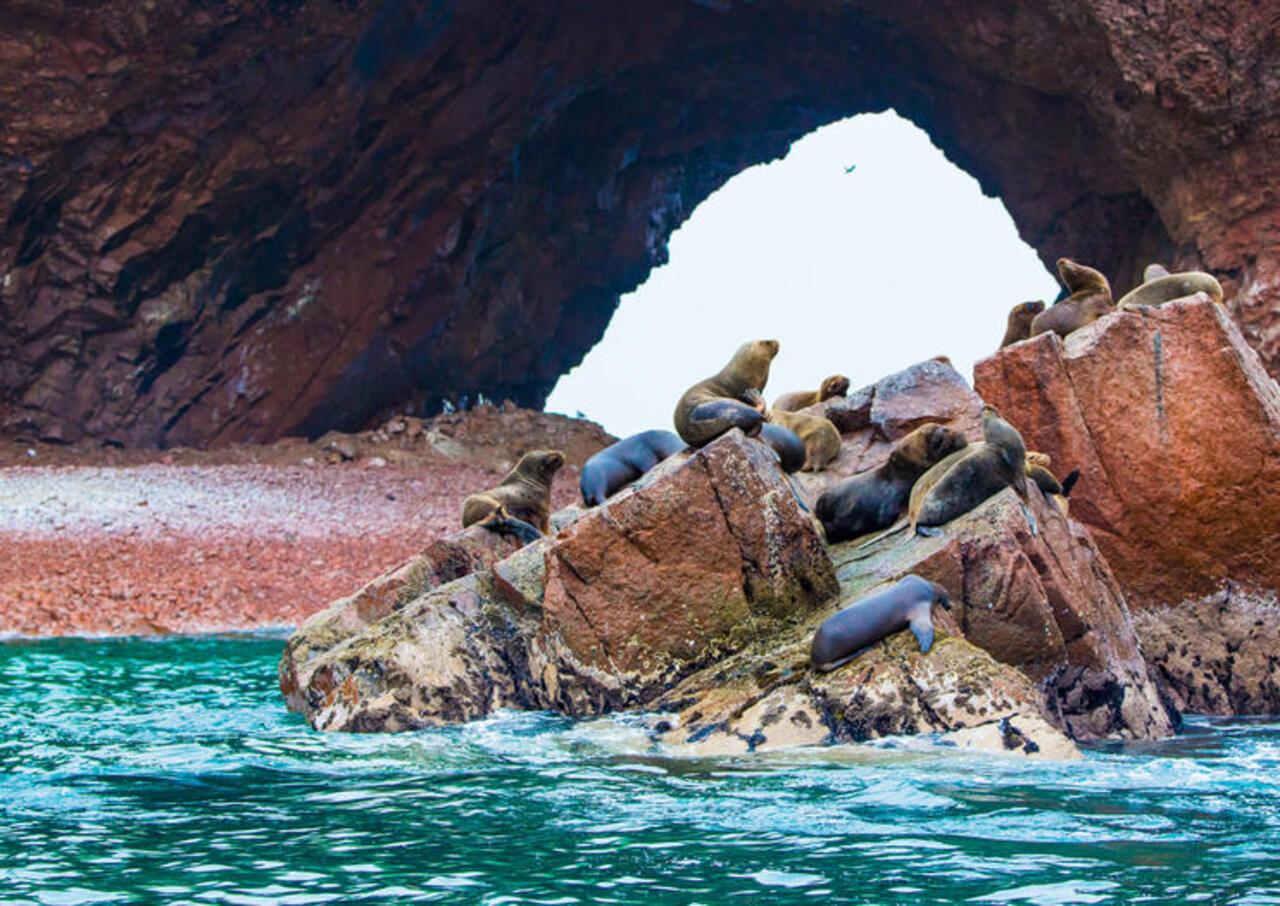 Excursión de un día a Paracas y Huacachina: vida silvestre, aventura en el desierto y cata de vinos
