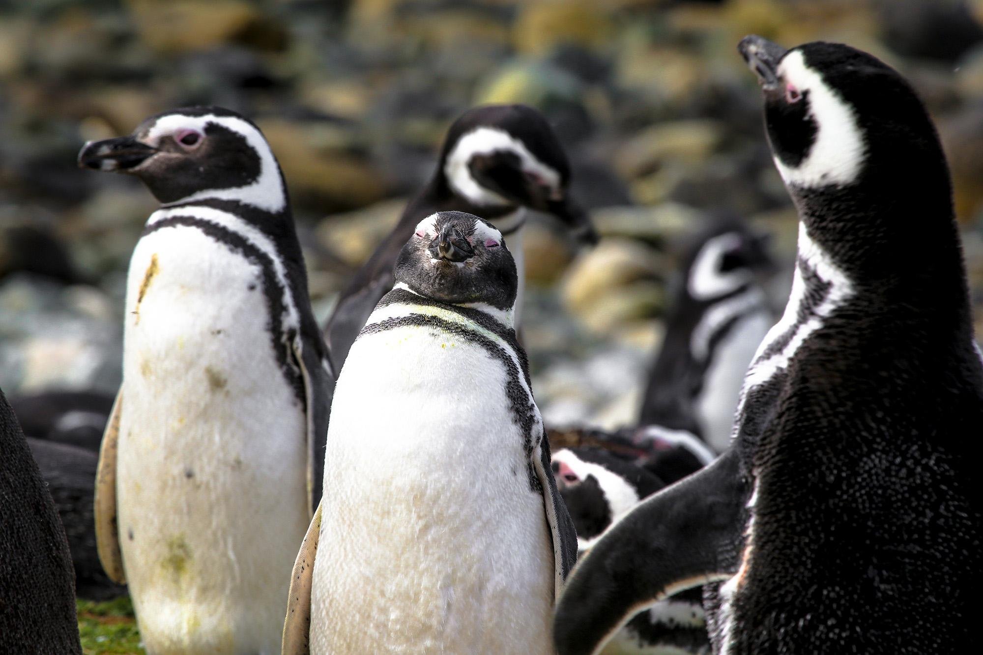 Magdalena Island Penguin Colony Cruise from Punta Arenas