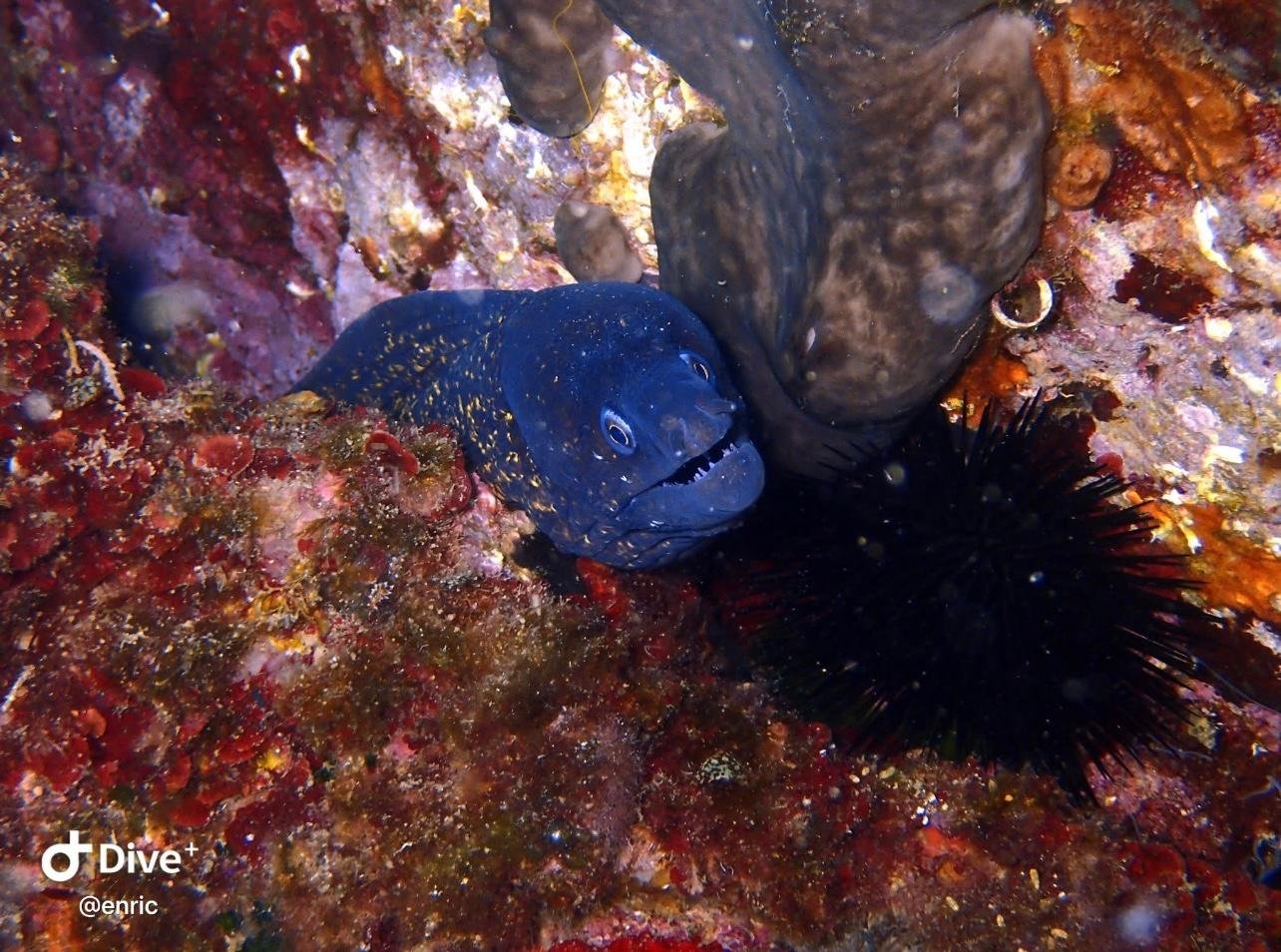 PADI Open Water Part 1 in Barcelona
