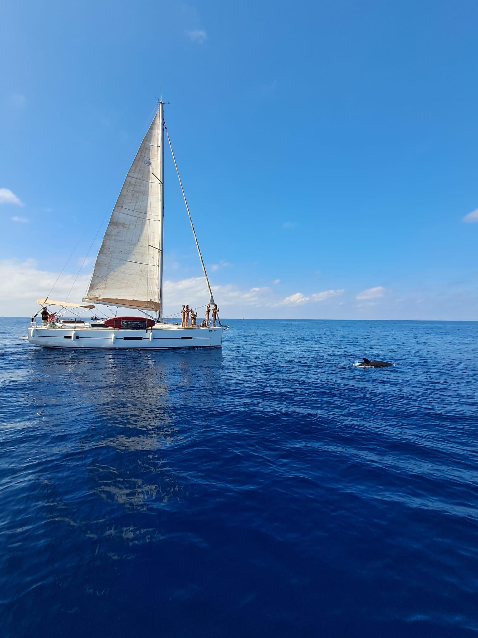 Puerto Banús Dolphin Sailing Cruise – Small Group with Drinks