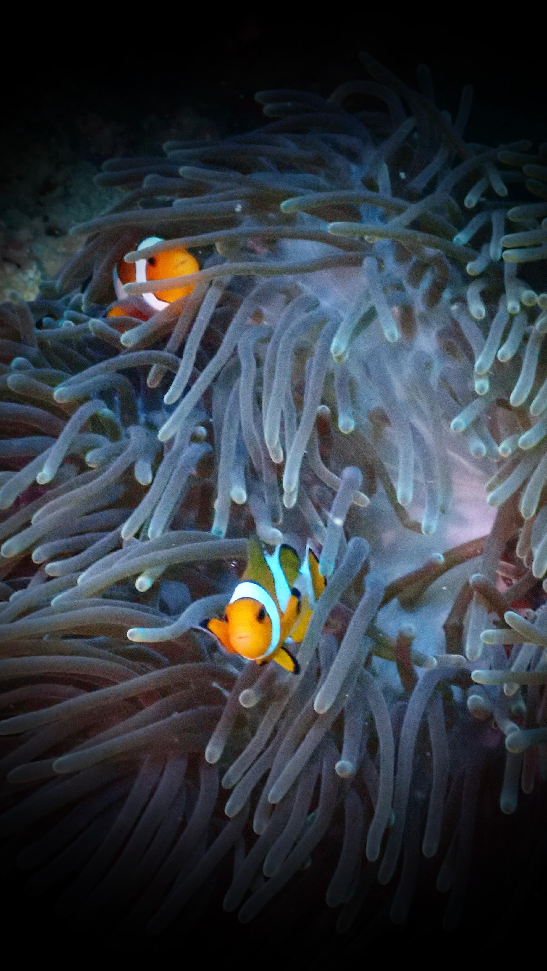 Koh Phi Phi Certified Diver Fun Dive Experience