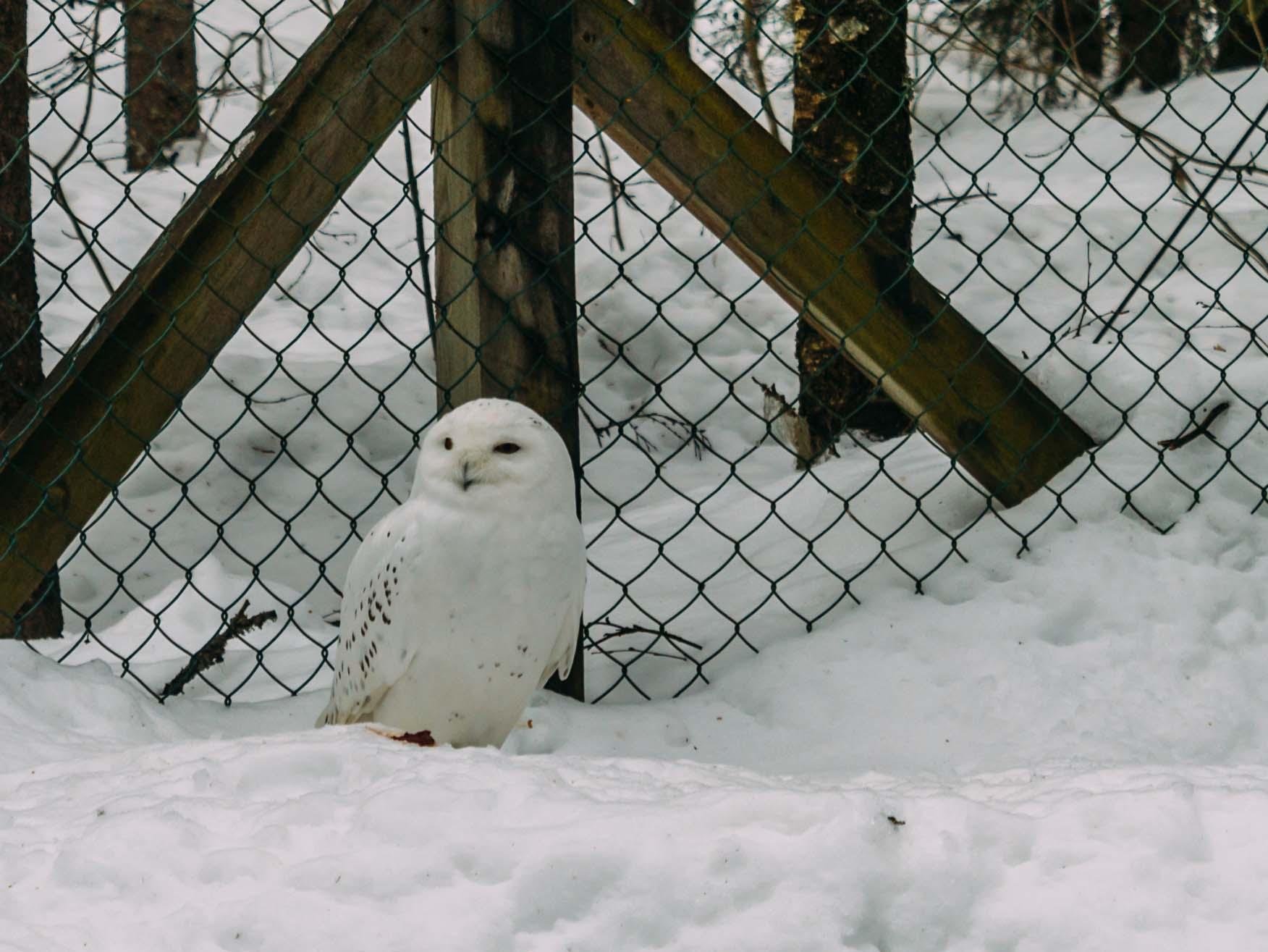 Rovaniemi to Ranua Zoo: Guided Arctic Wildlife Day Trip