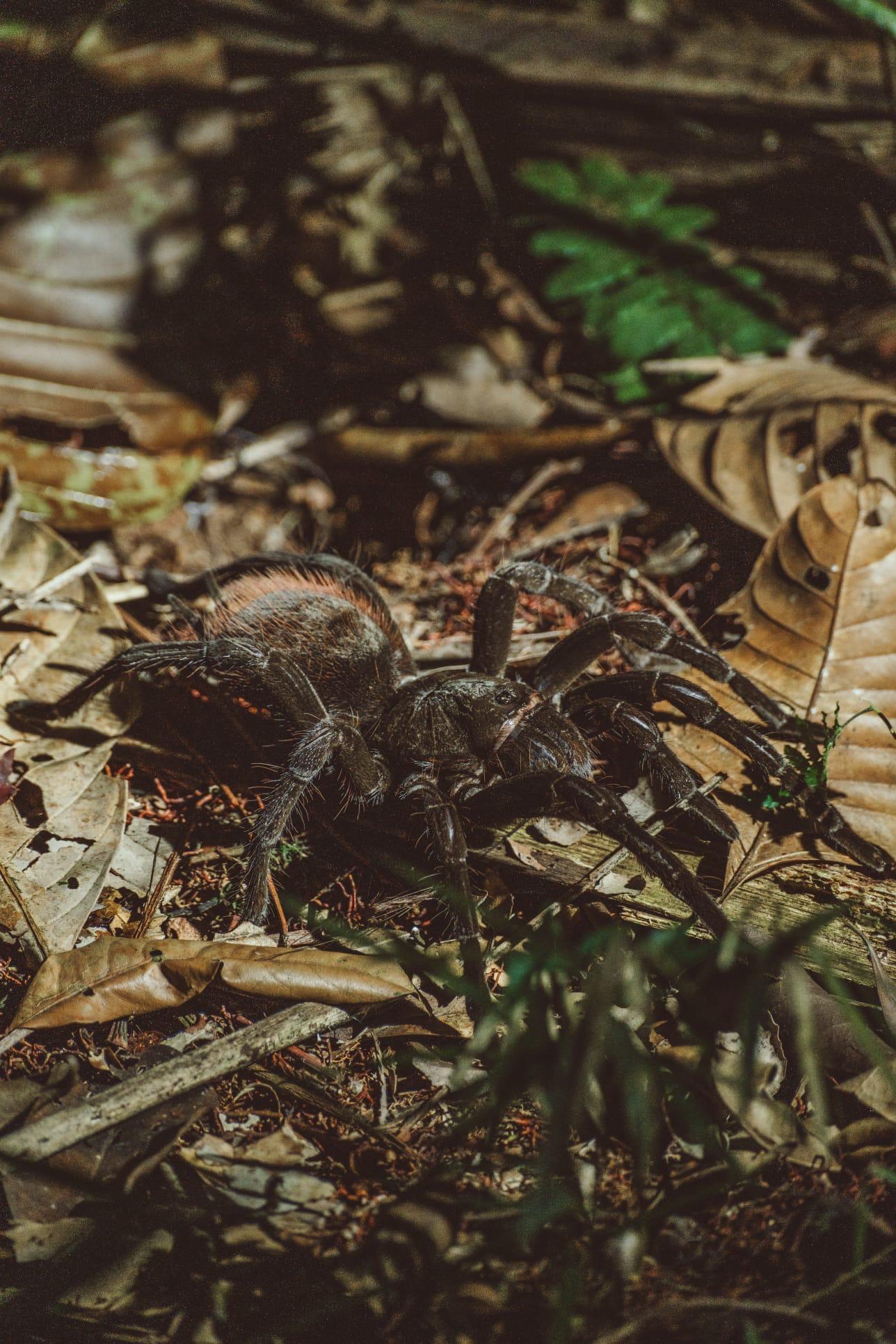 Cuyabeno Amazon Reserve: 3-Day Jungle Immersion