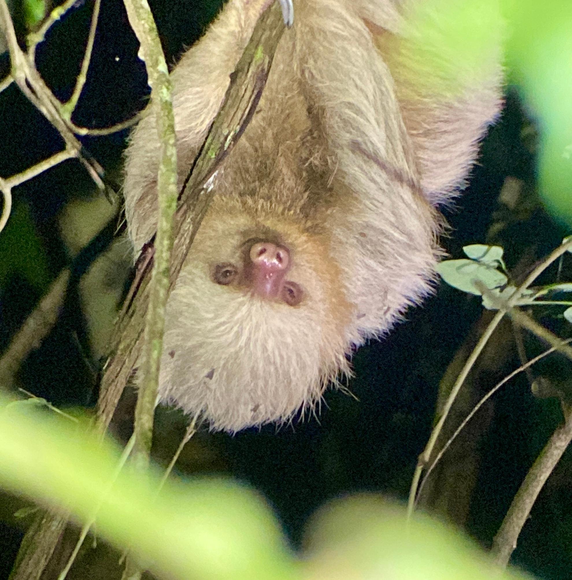 Manuel Antonio Night Wildlife Walk with Expert Naturalist