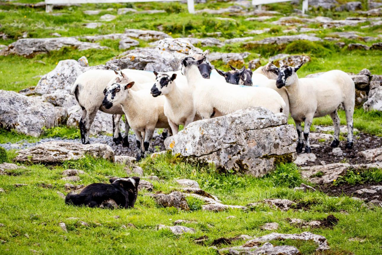 Cliffs of Moher & Wild Atlantic Way Private Luxury Tour