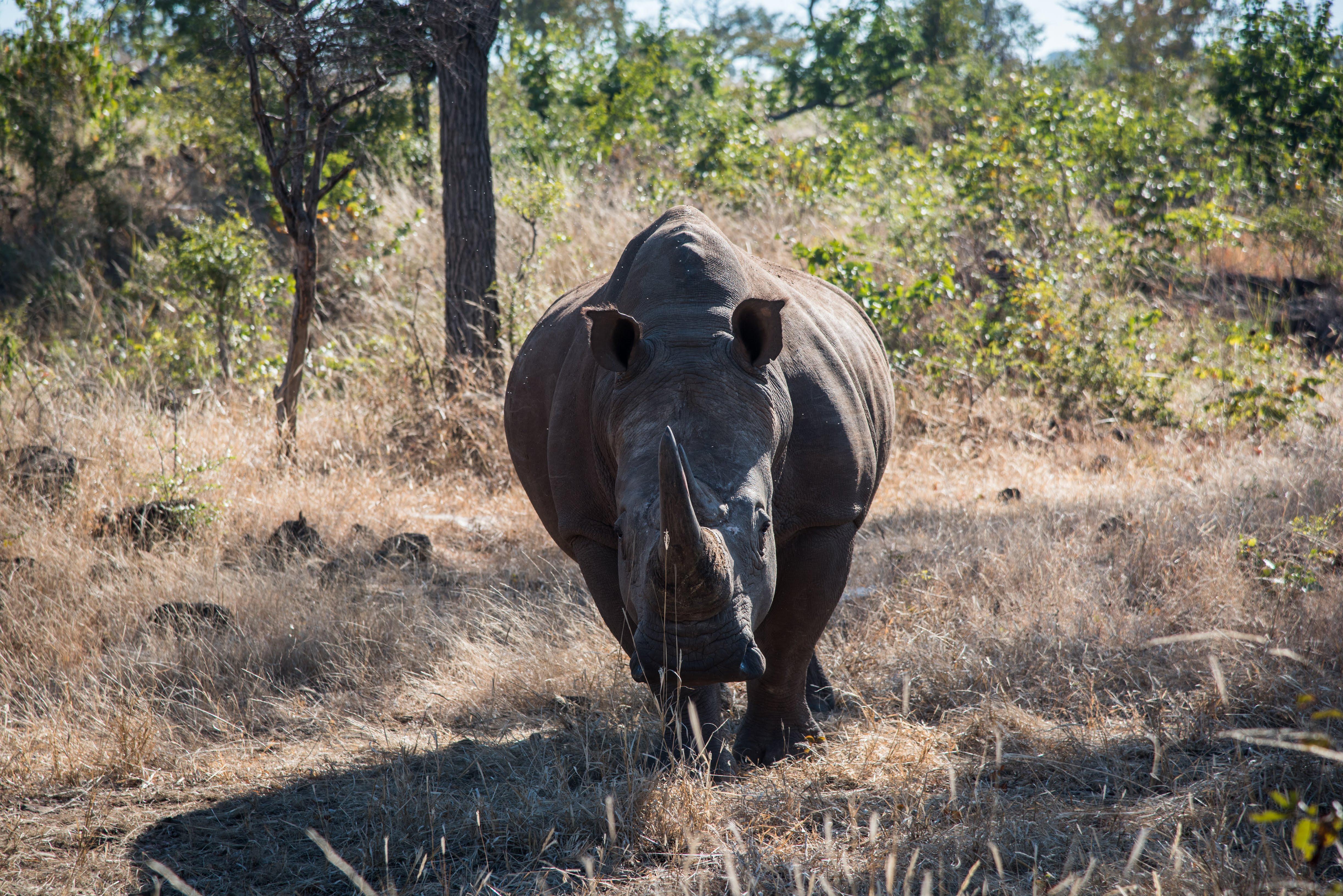 White Rhino Walking Safari & Zambezi Game Drive