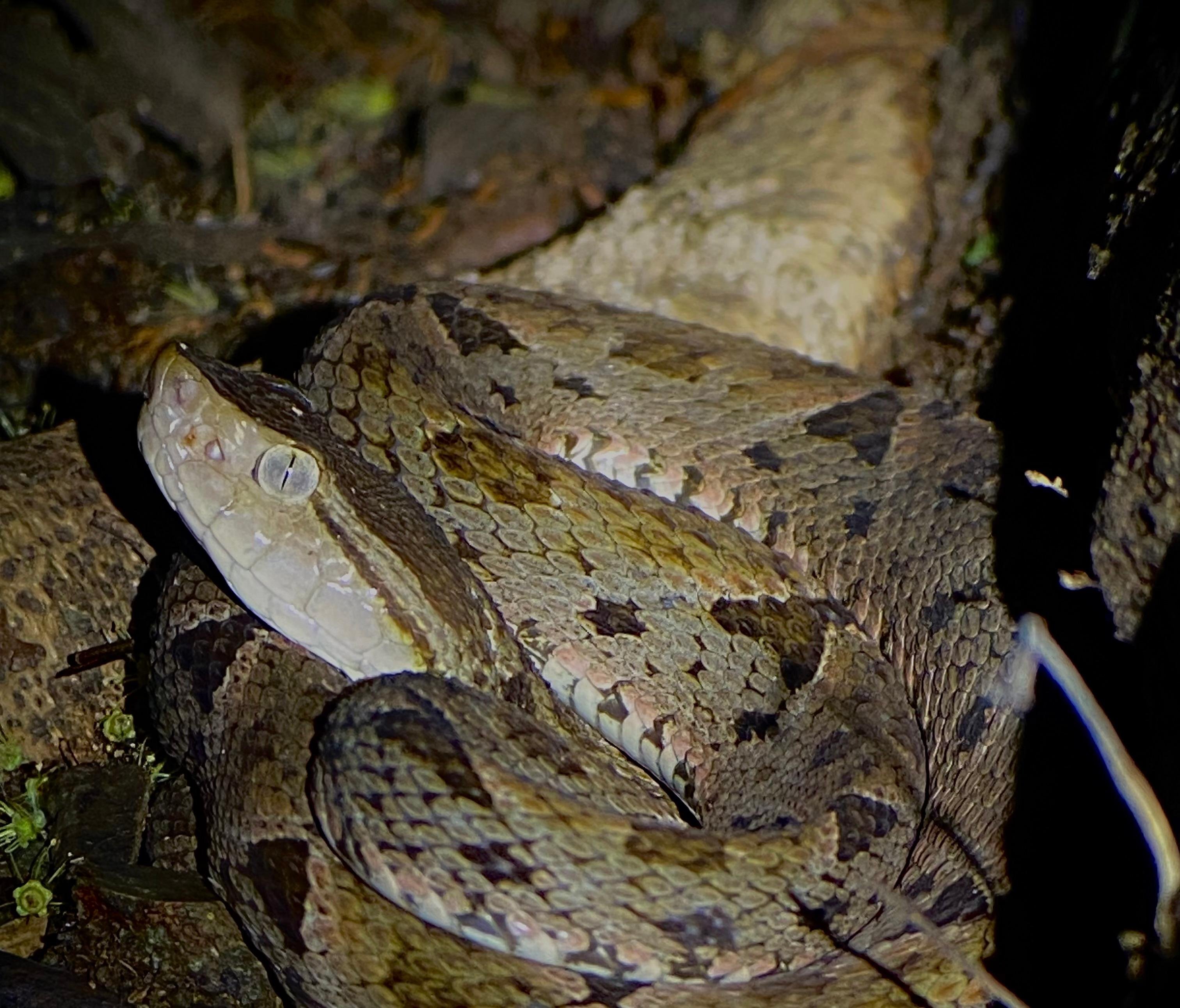 Manuel Antonio Night Wildlife Walk with Expert Naturalist