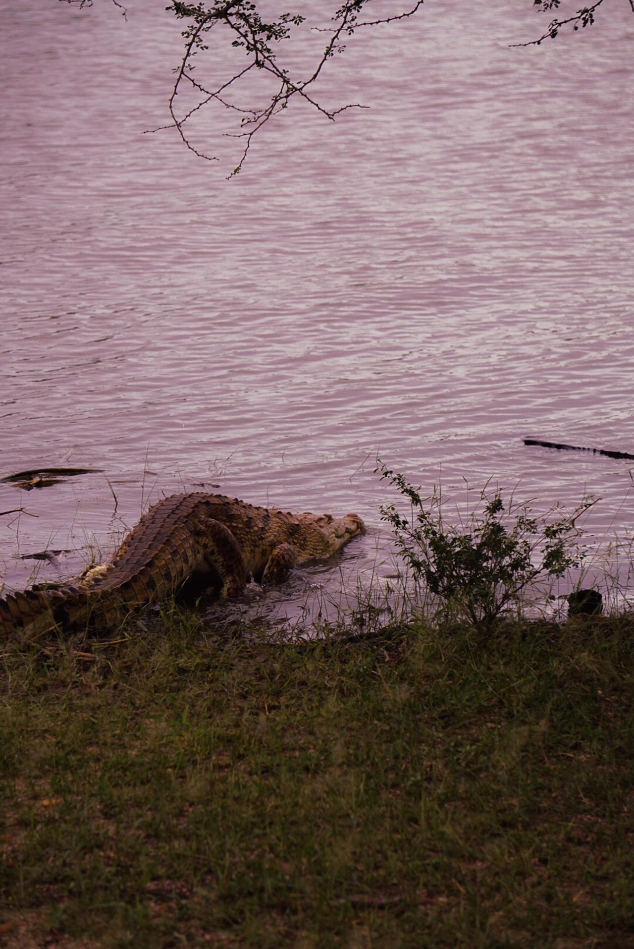Zanzibar to Selous: Full-Day Safari with Bush Lunch (+ 2-Day Option)