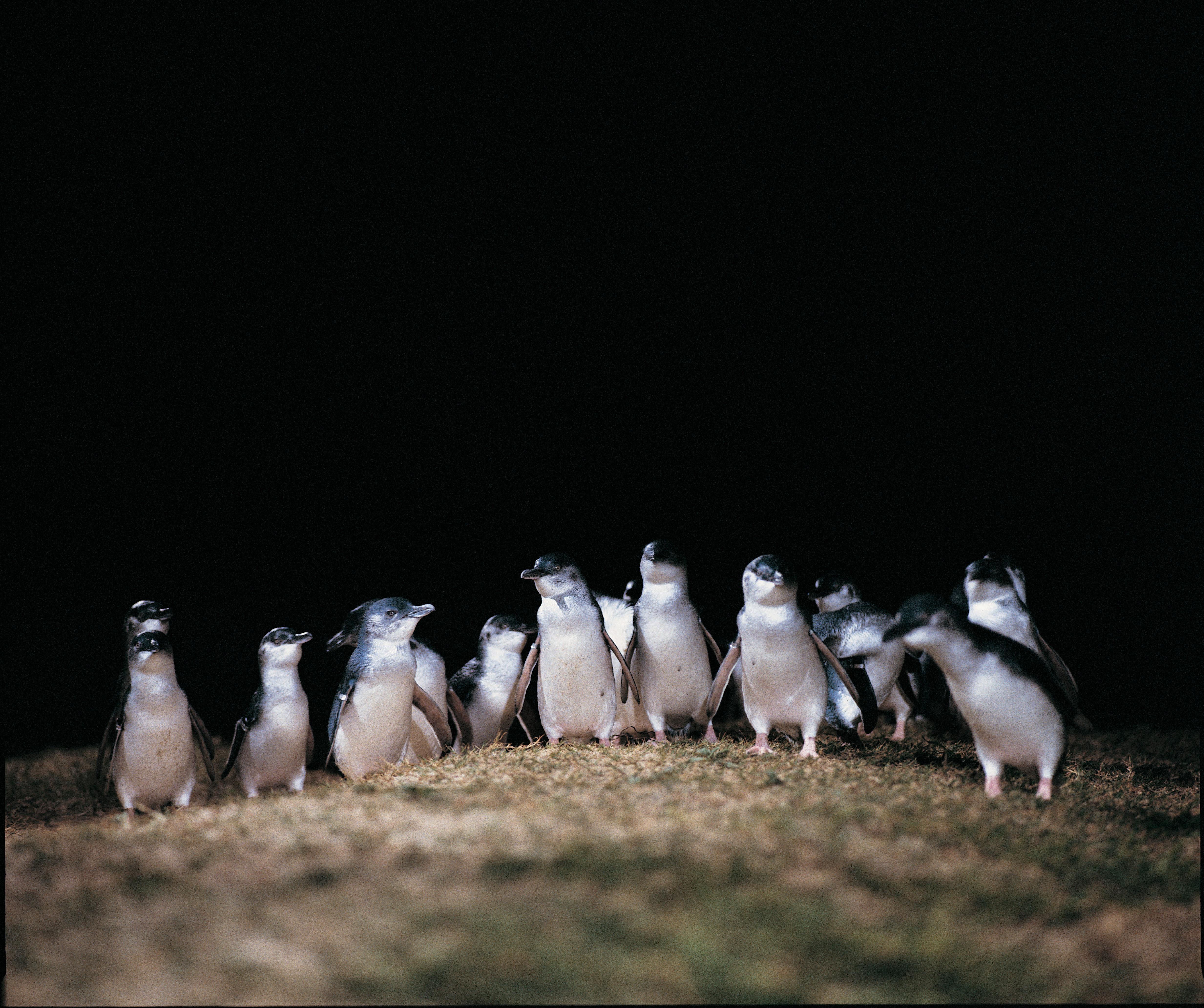 Phillip Island Penguin Parade & Wildlife Day Tour from Melbourne
