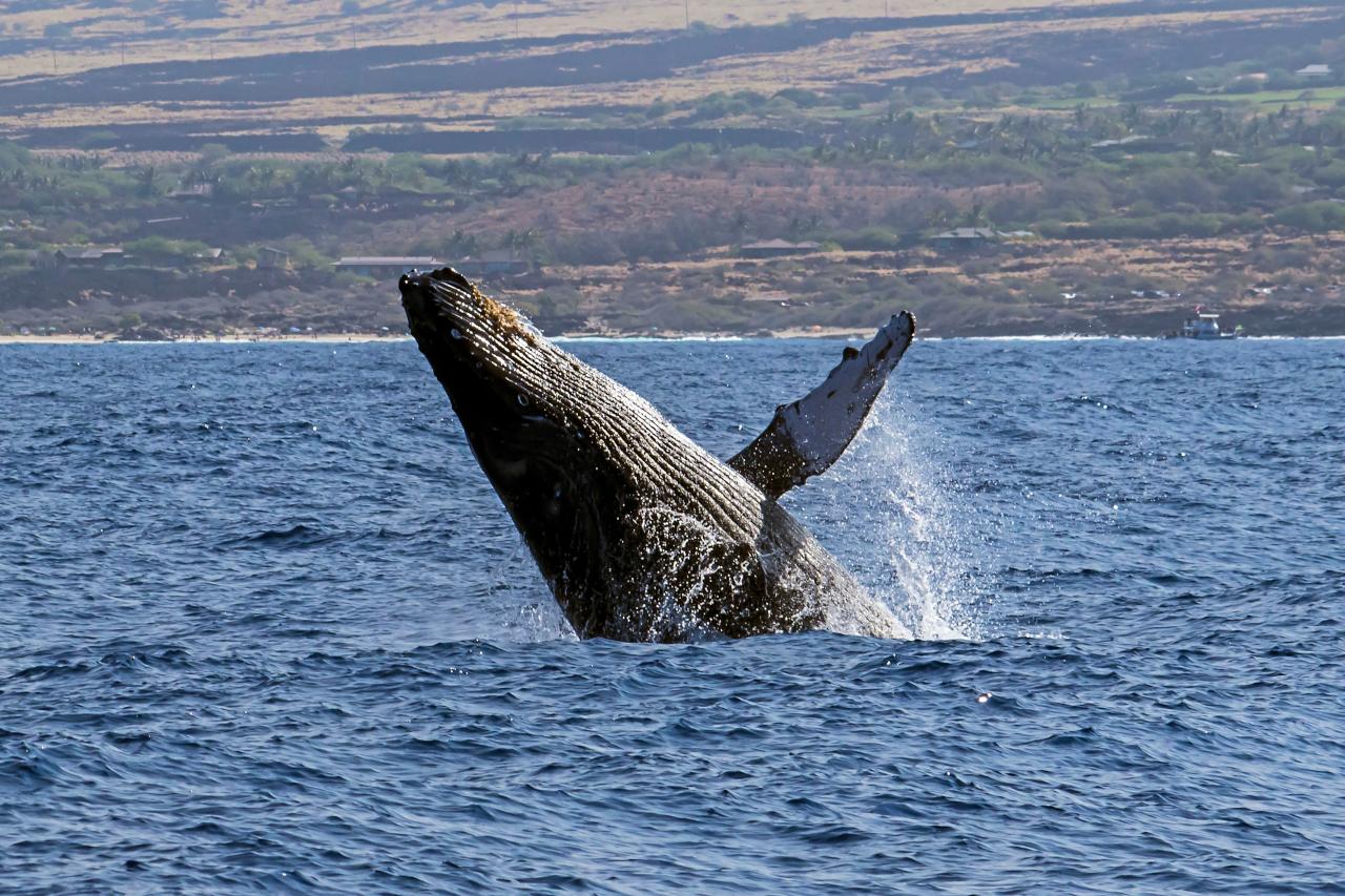 Kailua-Kona Humpback Whale Watching Cruise