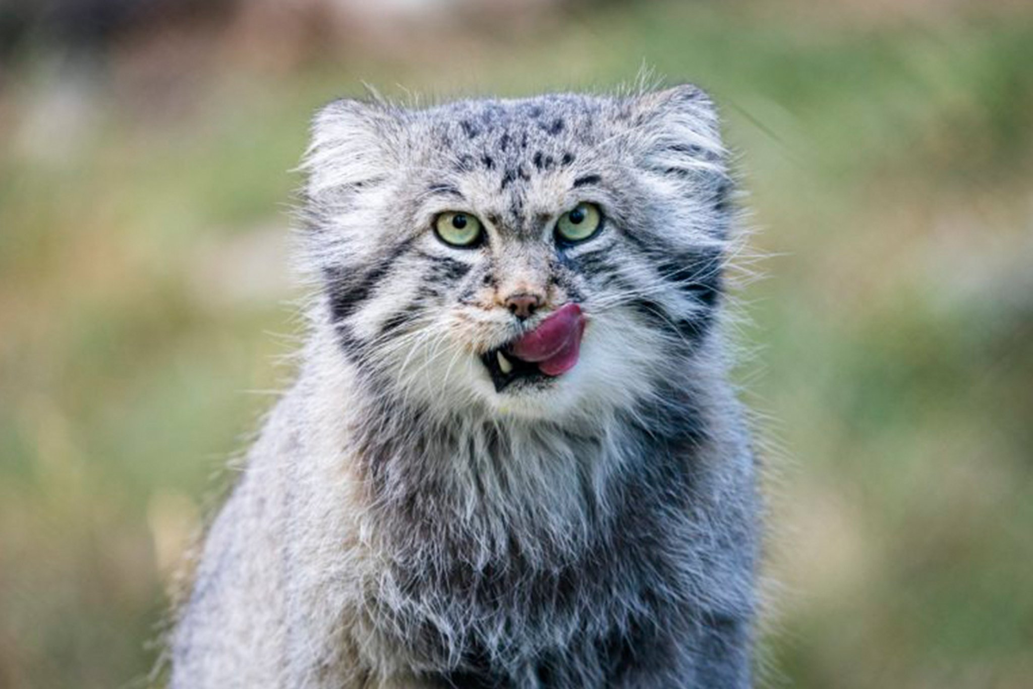 Ranua Arctic Zoo Day Trip with Guided Transfer & Lunch from Rovaniemi