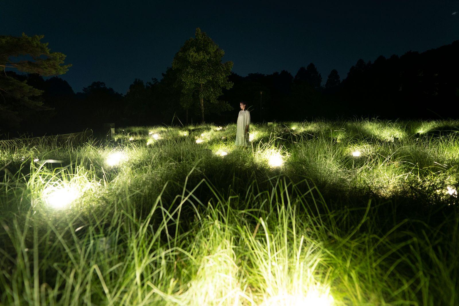 Osaka: teamLab Botanical Garden Night Entry