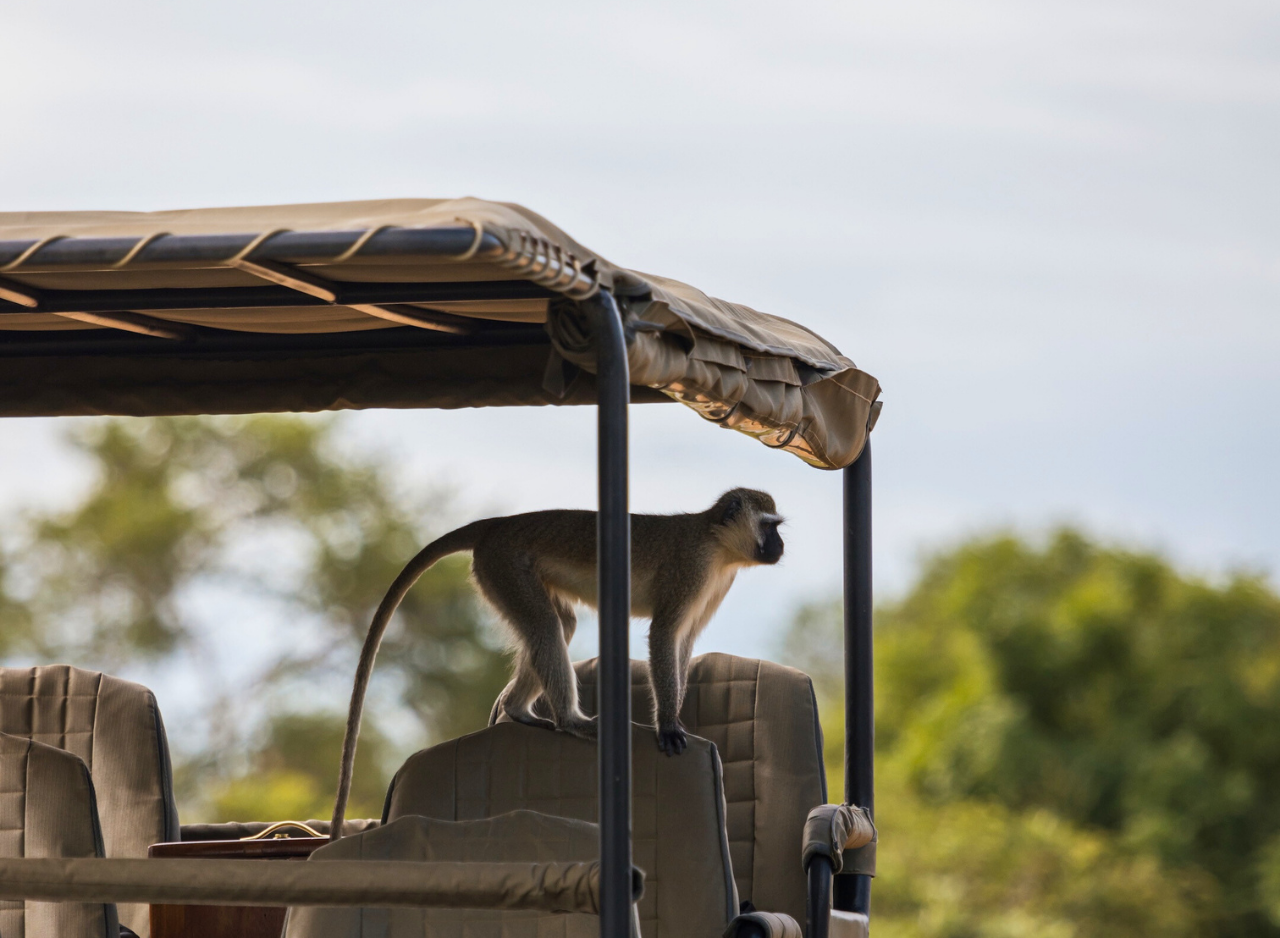 Zanzibar to Mikumi: Fly-In Safari Day Trip by Twin-Engine Plane