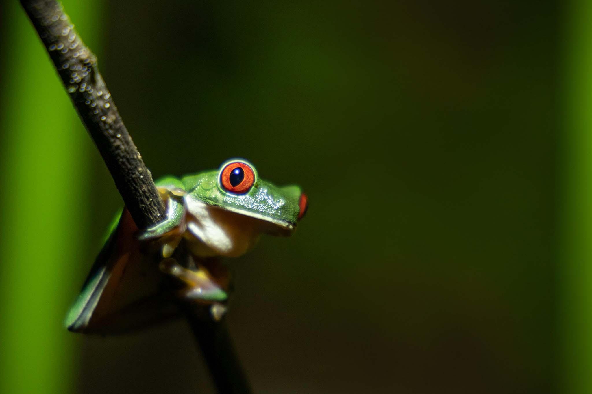 Manuel Antonio Night Wildlife Walk with Expert Naturalist