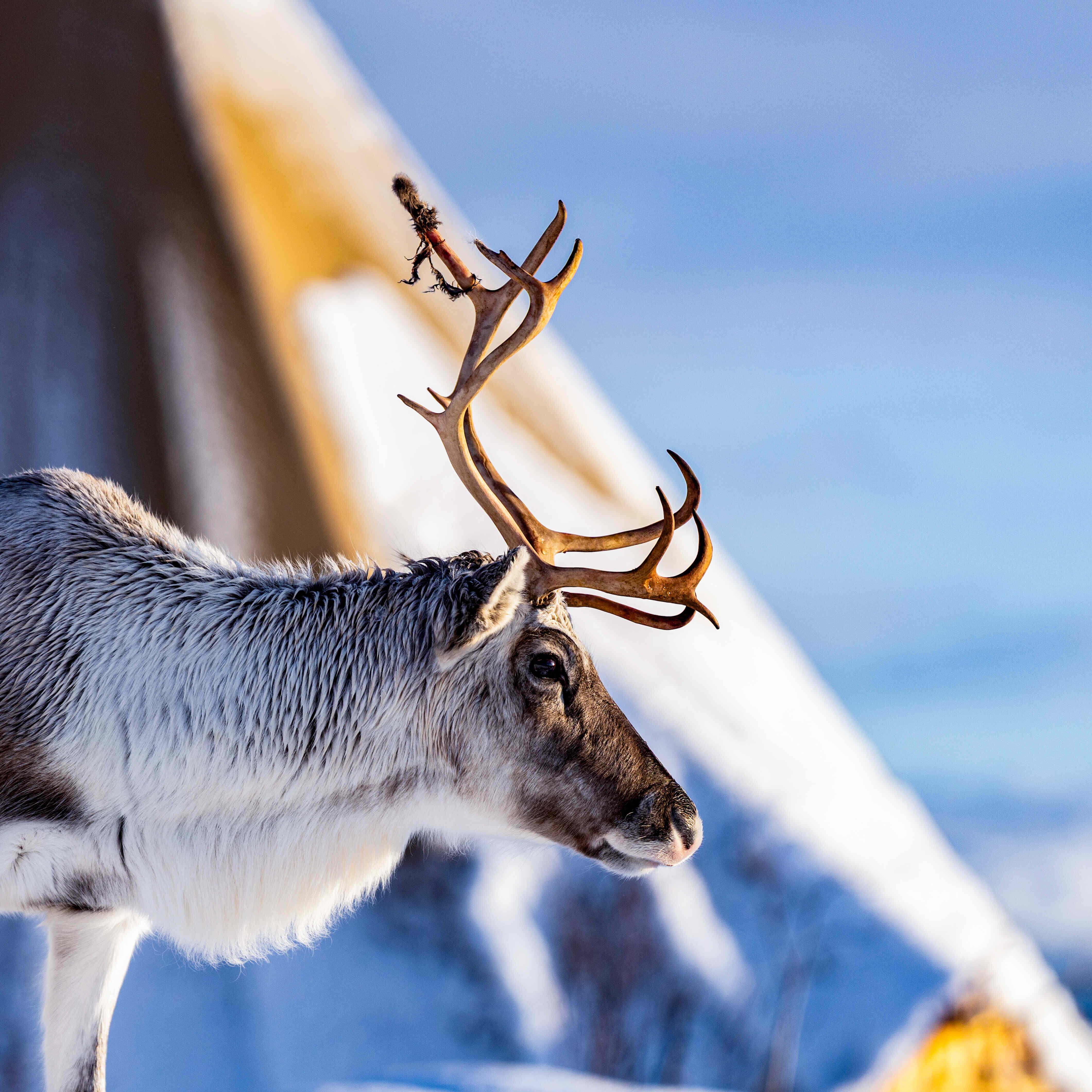 Tromsø Sami Culture, Reindeer Feeding & Sledding Tour
