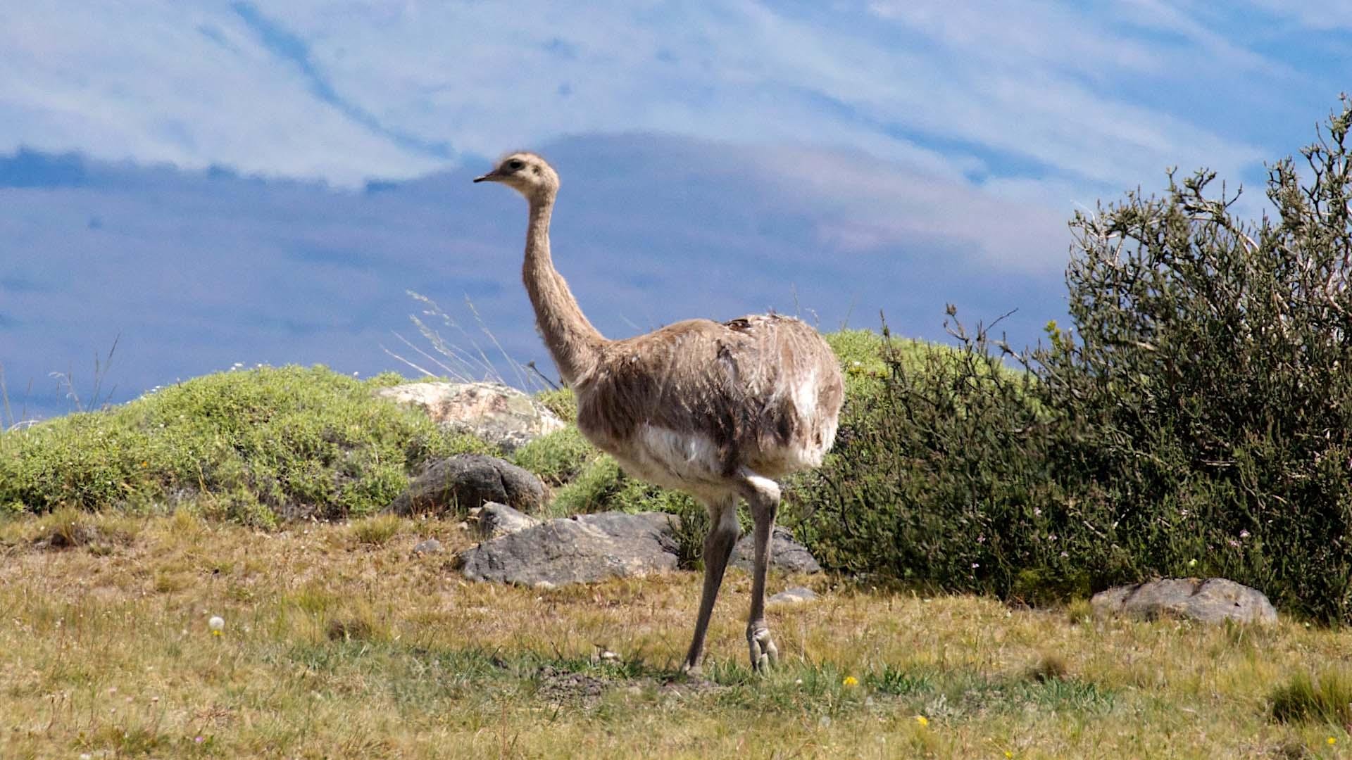 Torres del Paine & Milodon Cave Full-Day Expedition