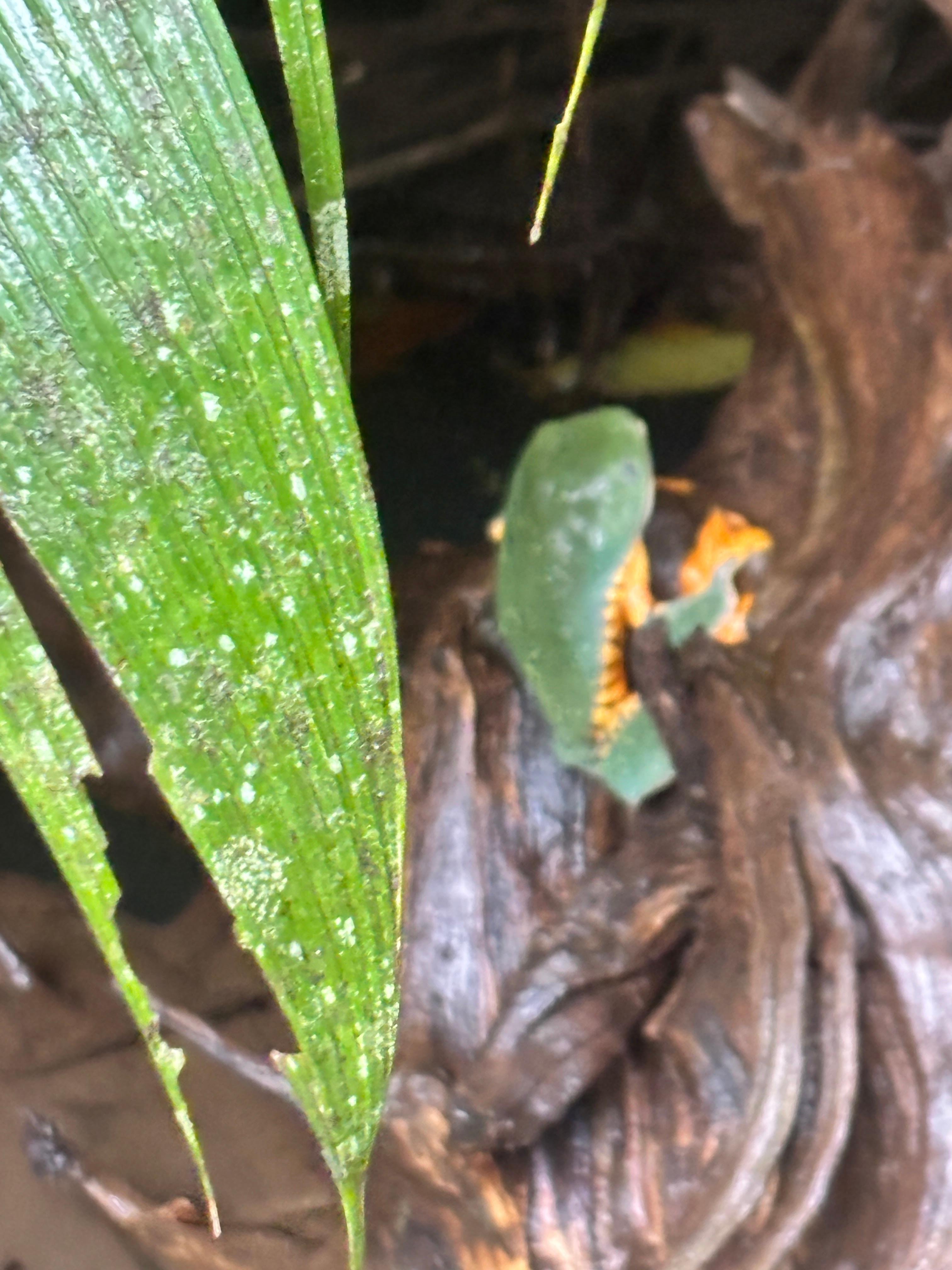 Tortuguero 2-Day Eco Adventure: Canoe, Jaguar Trail, Night Walk & Turtle Nesting