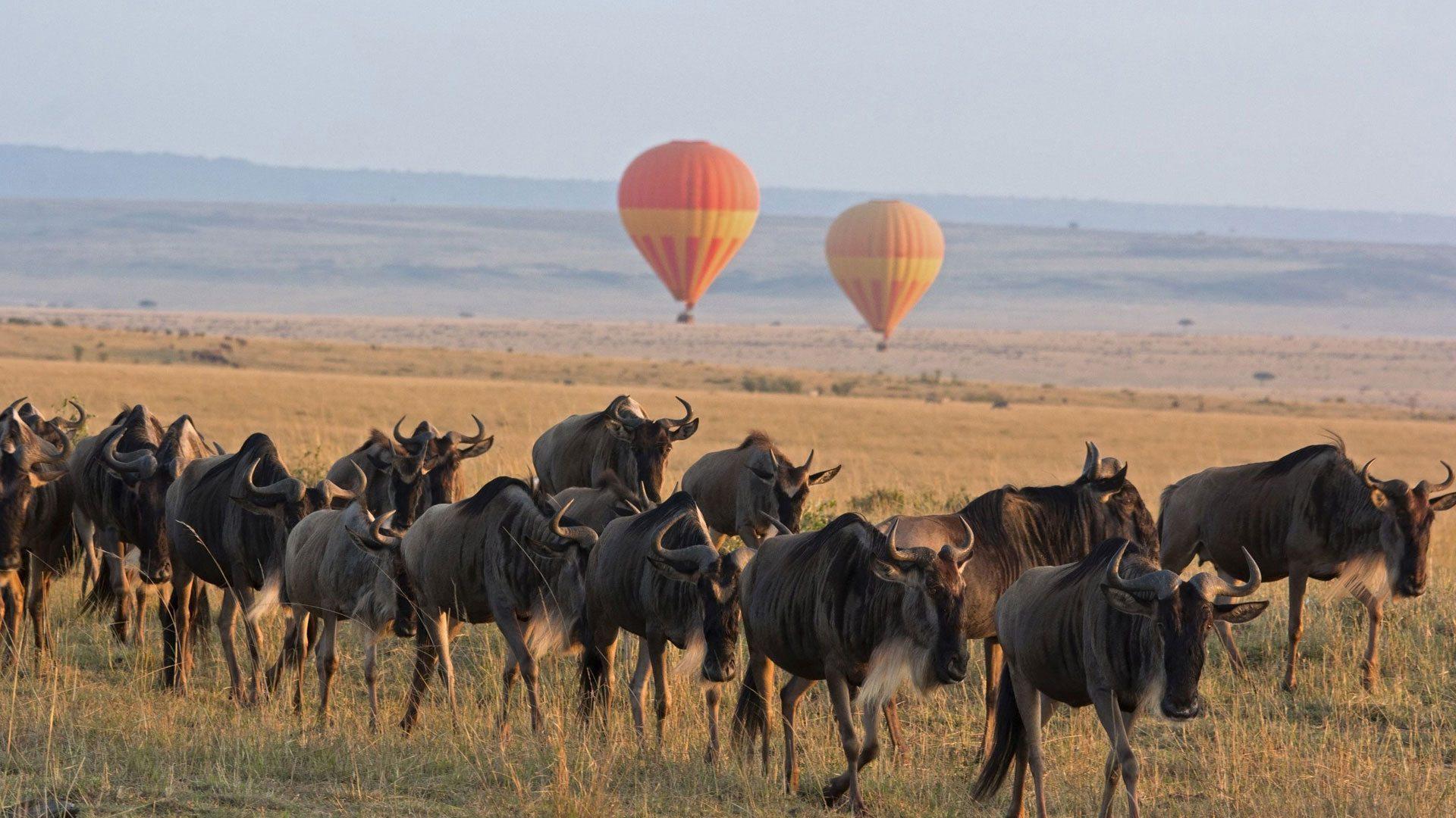 2-Day Private Masai Mara Wildlife Safari from Nairobi