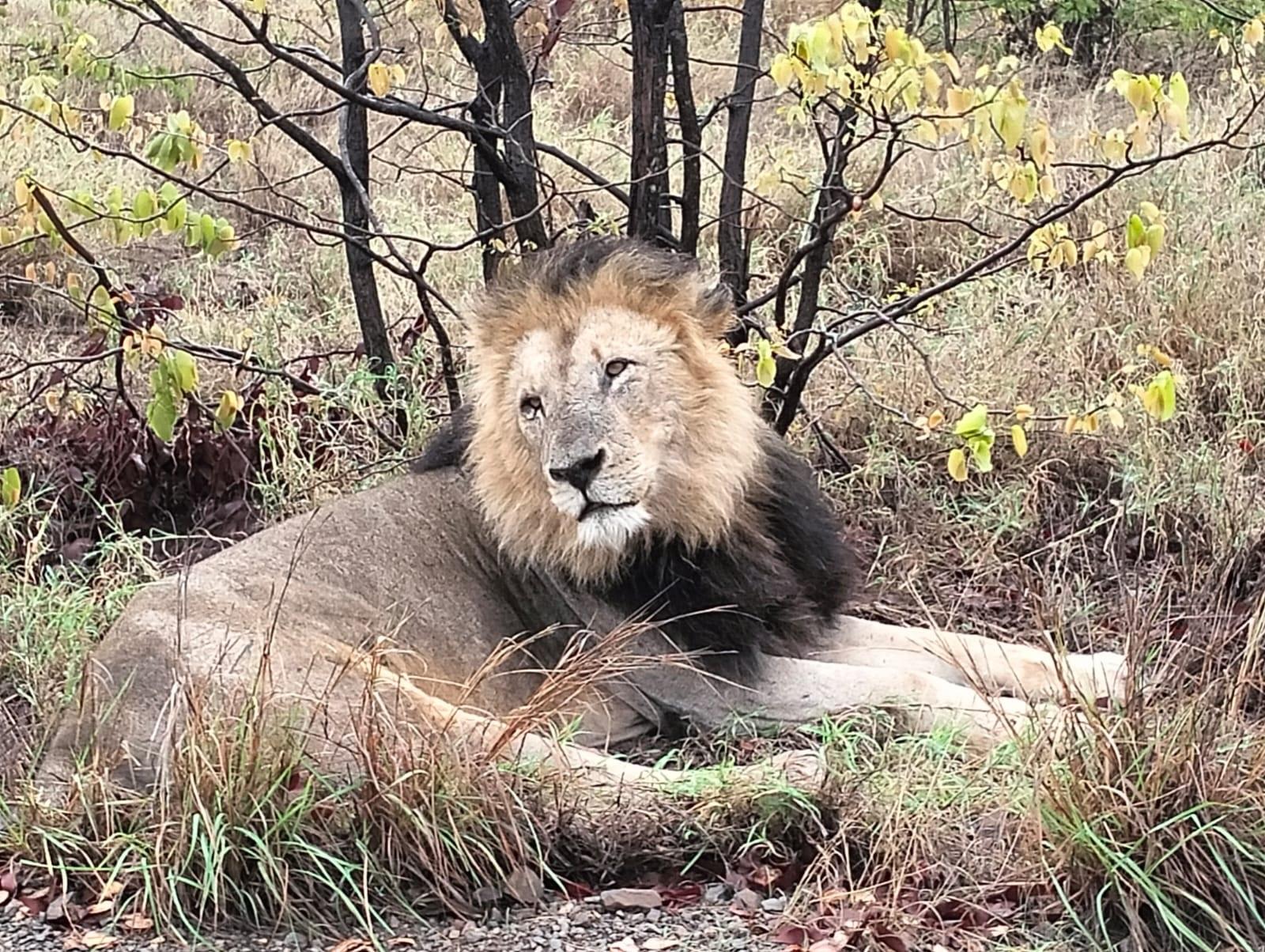 Full-Day Kruger Safari from Maputo