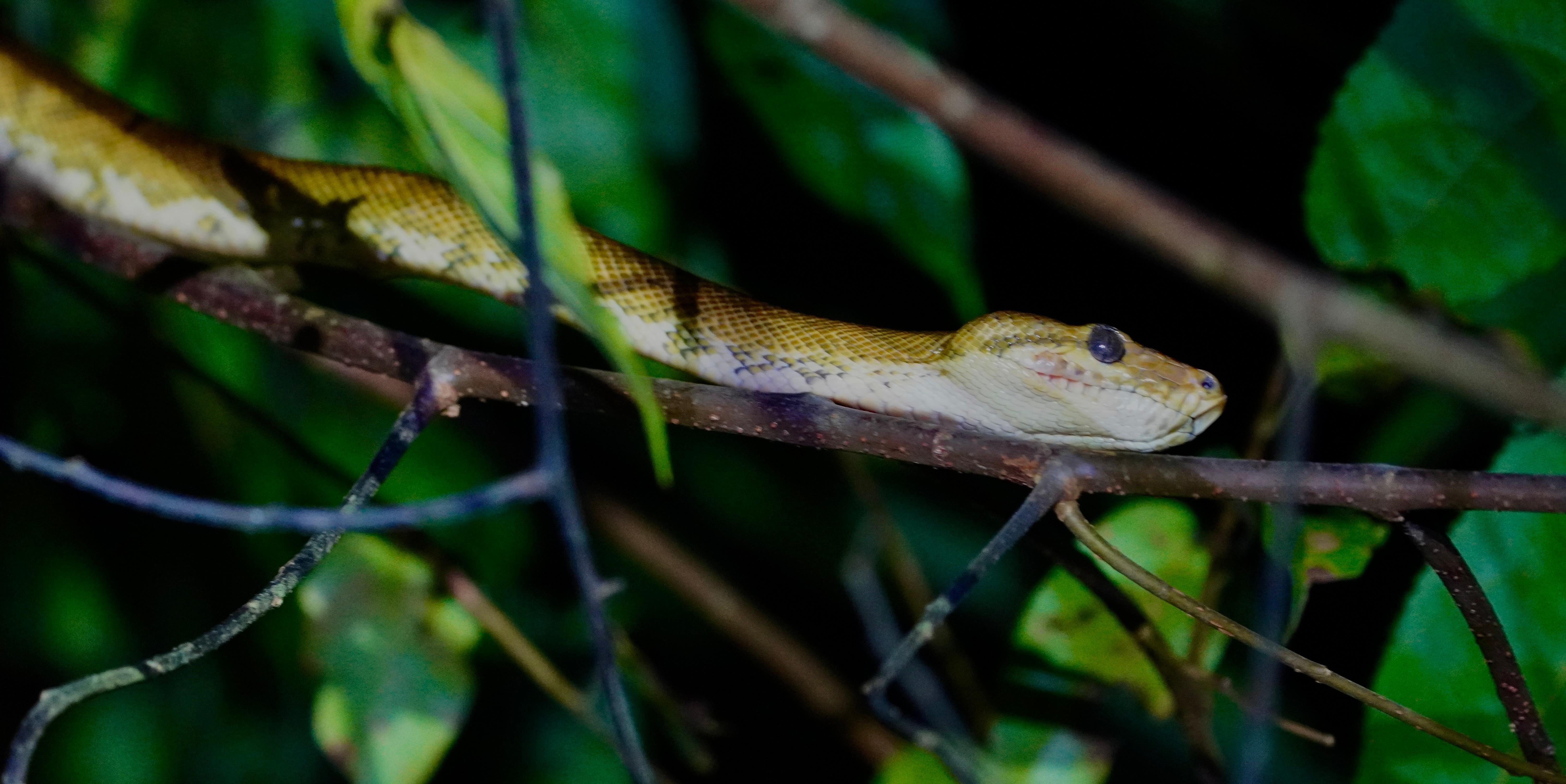Manuel Antonio Night Wildlife Walk with Expert Naturalist