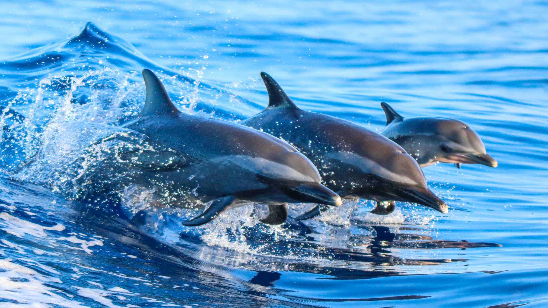 Side Dolphin Island Boat Trip with Lunch & Drinks