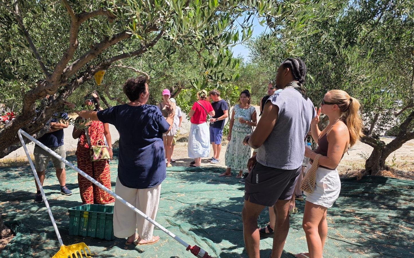Private Cretan Olive Heritage & Organic Mill Tour with Lunch