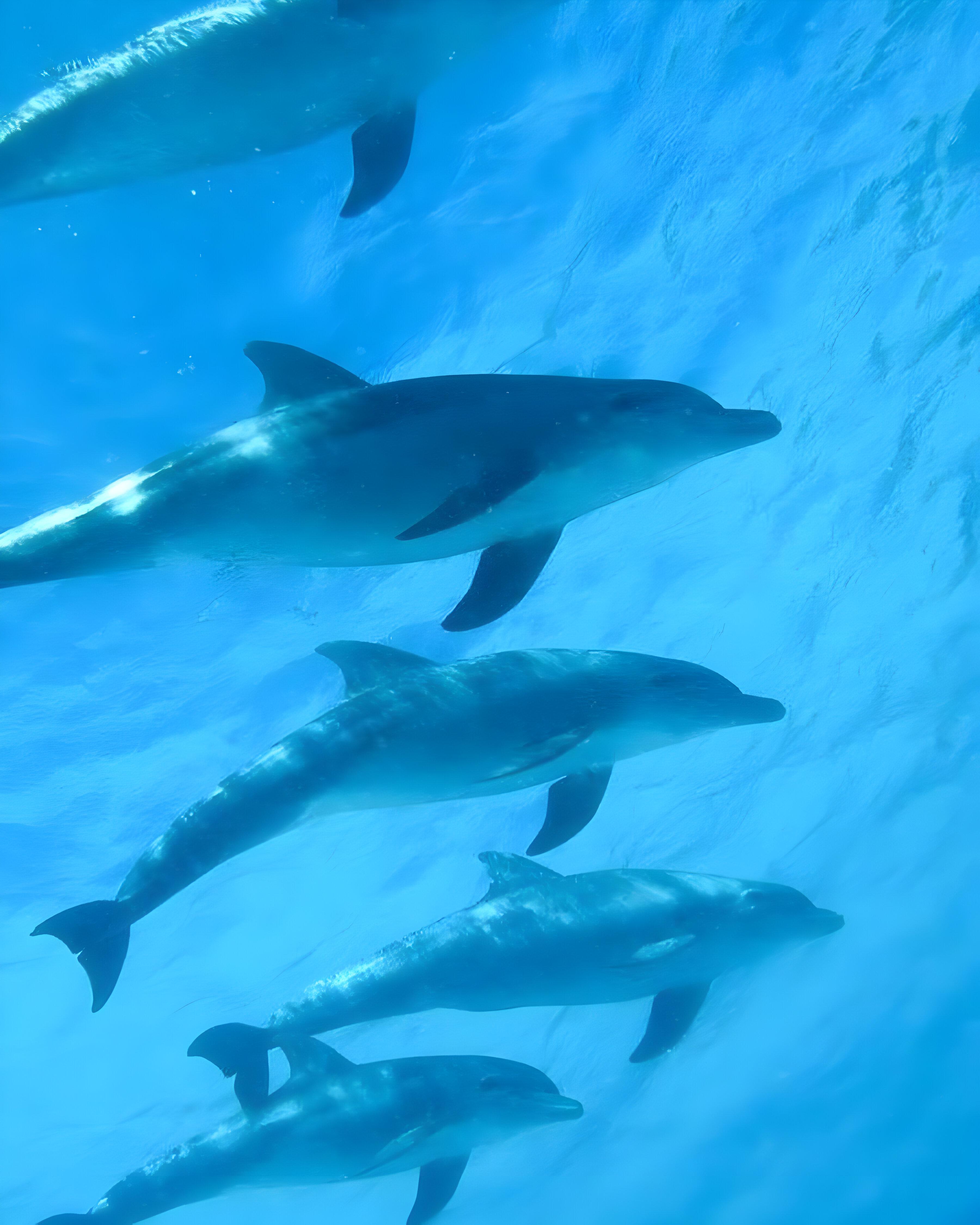 Mnemba Island Dolphin Swim & Snorkeling Adventure