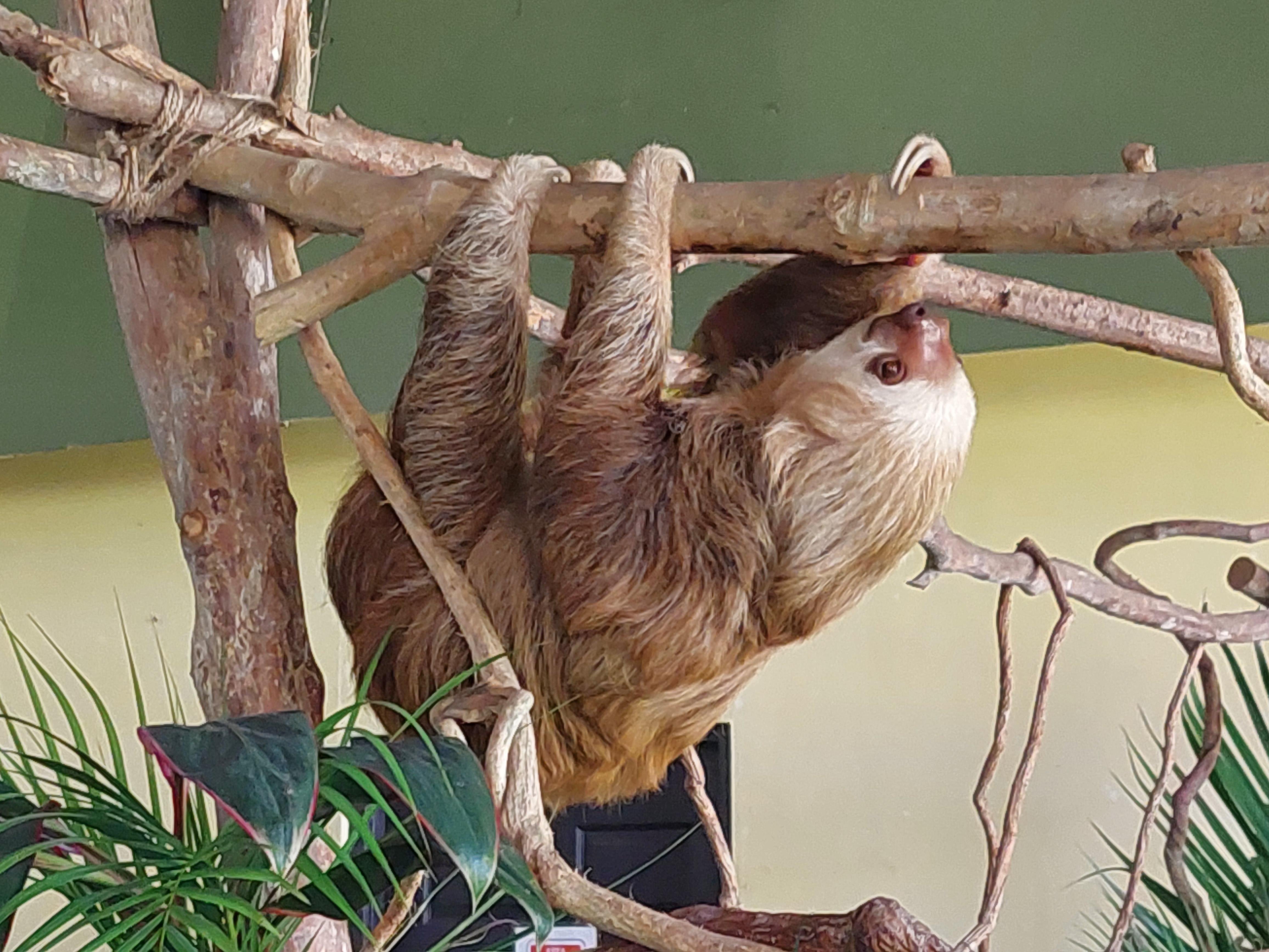 Panama Wildlife Discovery: Monkey Island, Sloths & Canal Boat Tour