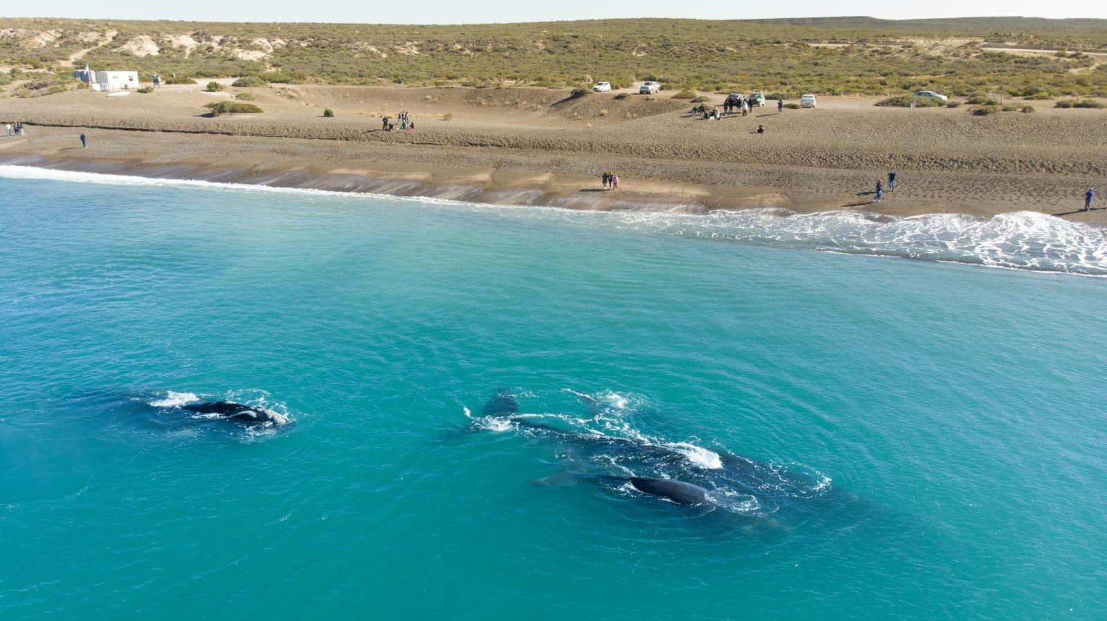 El Doradillo Coastal Whale Watching Experience