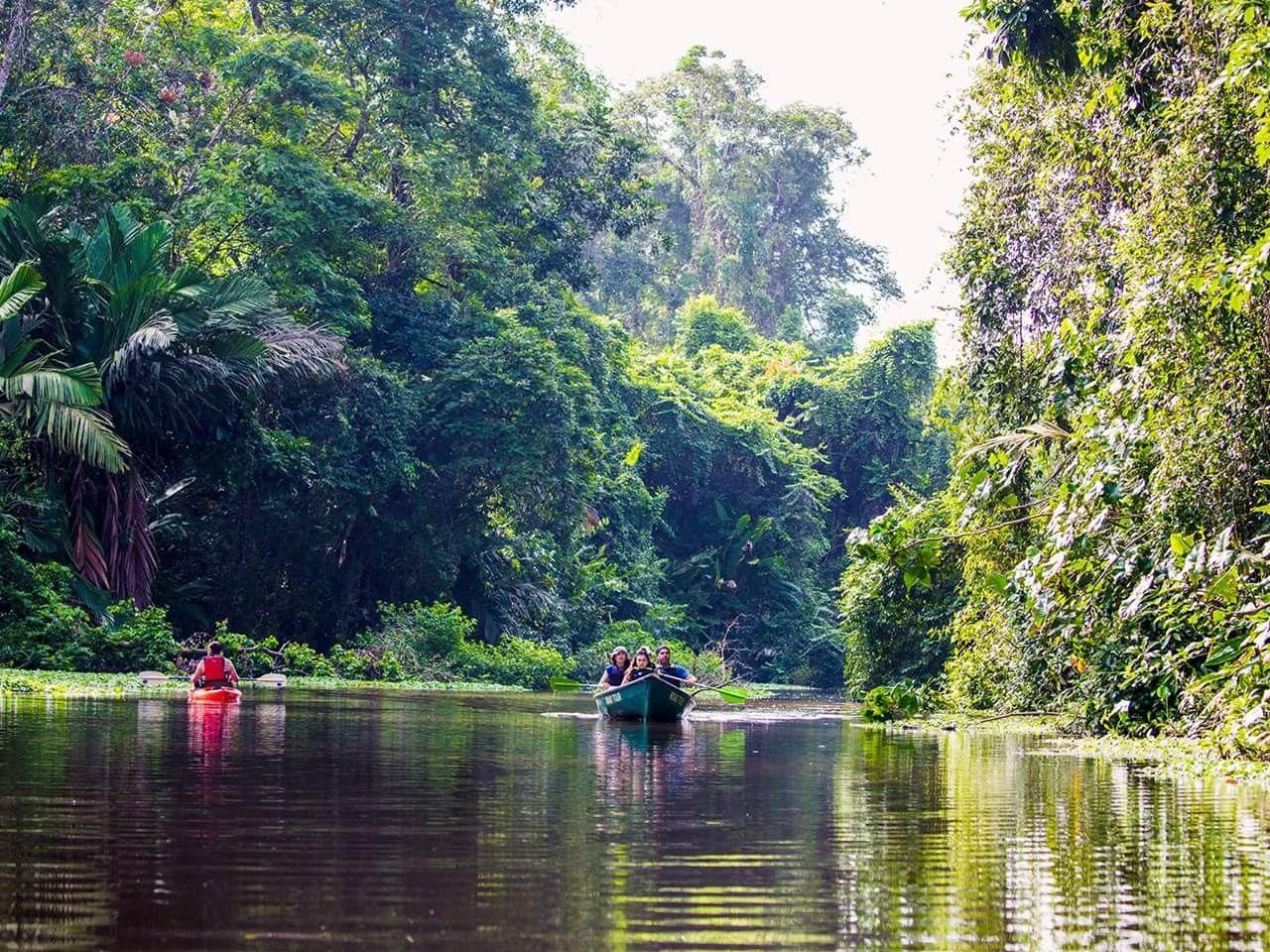Tortuguero Canoe & Night Turtle Nesting Experience
